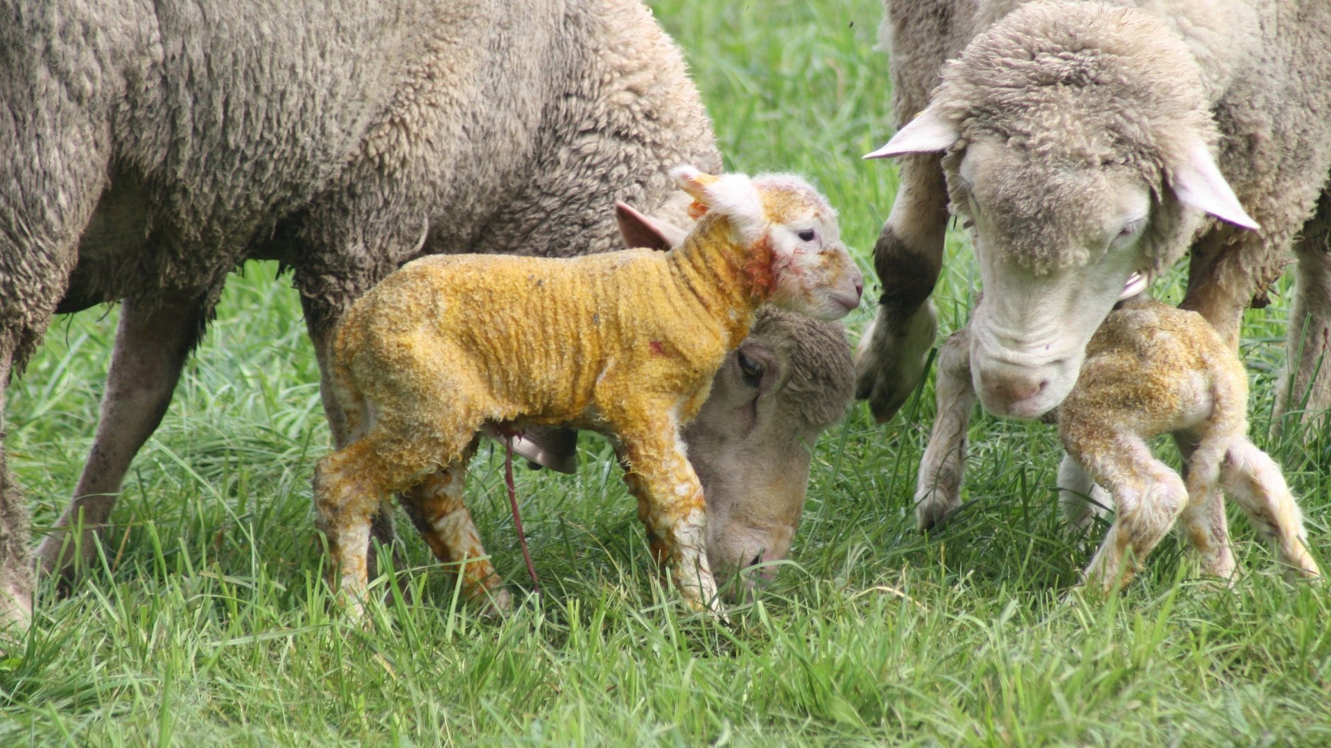 Обои трава, поле, луг, рождение, бараны, домашний скот, баранина, grass, field, meadow, birth, sheep, livestock, lamb разрешение 3888x2592 Загрузить