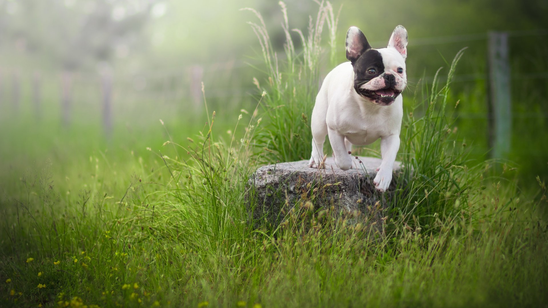 Обои трава, собака, камень, французский бульдог, grass, dog, stone, french bulldog разрешение 6000x4000 Загрузить