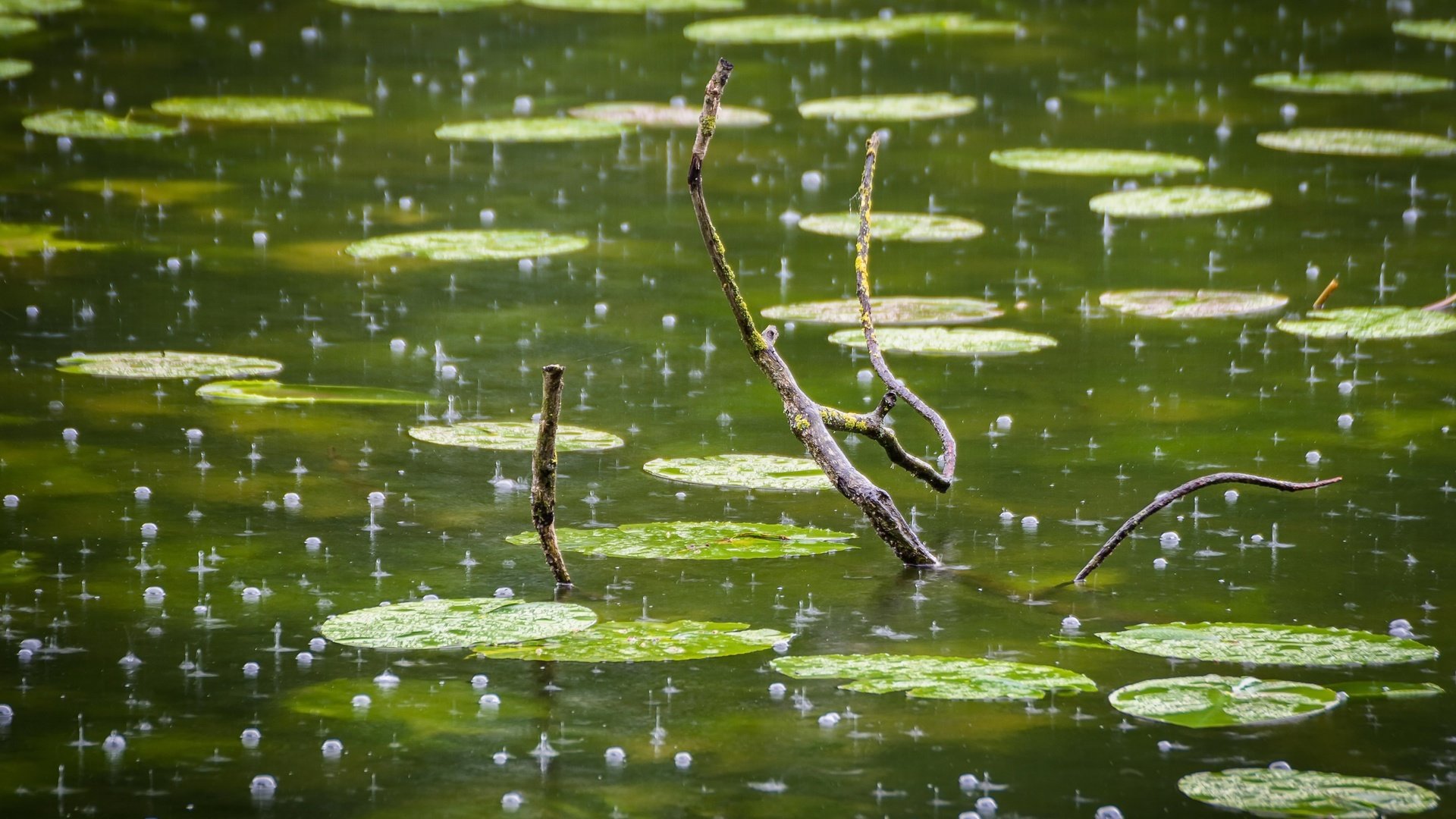 Обои ветка, капли, дождь, пруд, пузырьки, branch, drops, rain, pond, bubbles разрешение 2560x1706 Загрузить