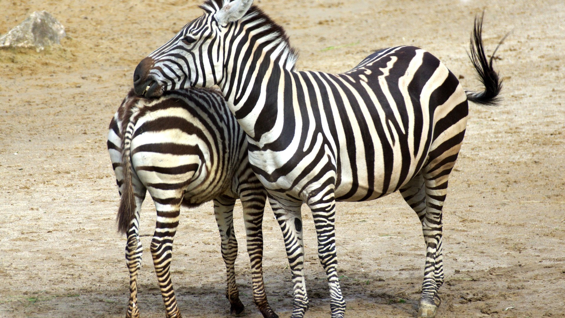 Обои зебра, животные, африка, зебры, zebra, animals, africa разрешение 3465x2431 Загрузить