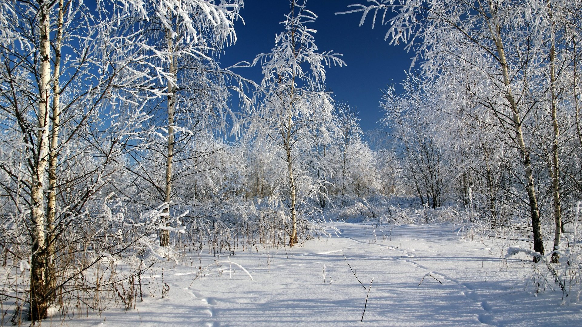 Обои деревья, снег, зима, мороз, россия, следы, trees, snow, winter, frost, russia, traces разрешение 3602x2398 Загрузить