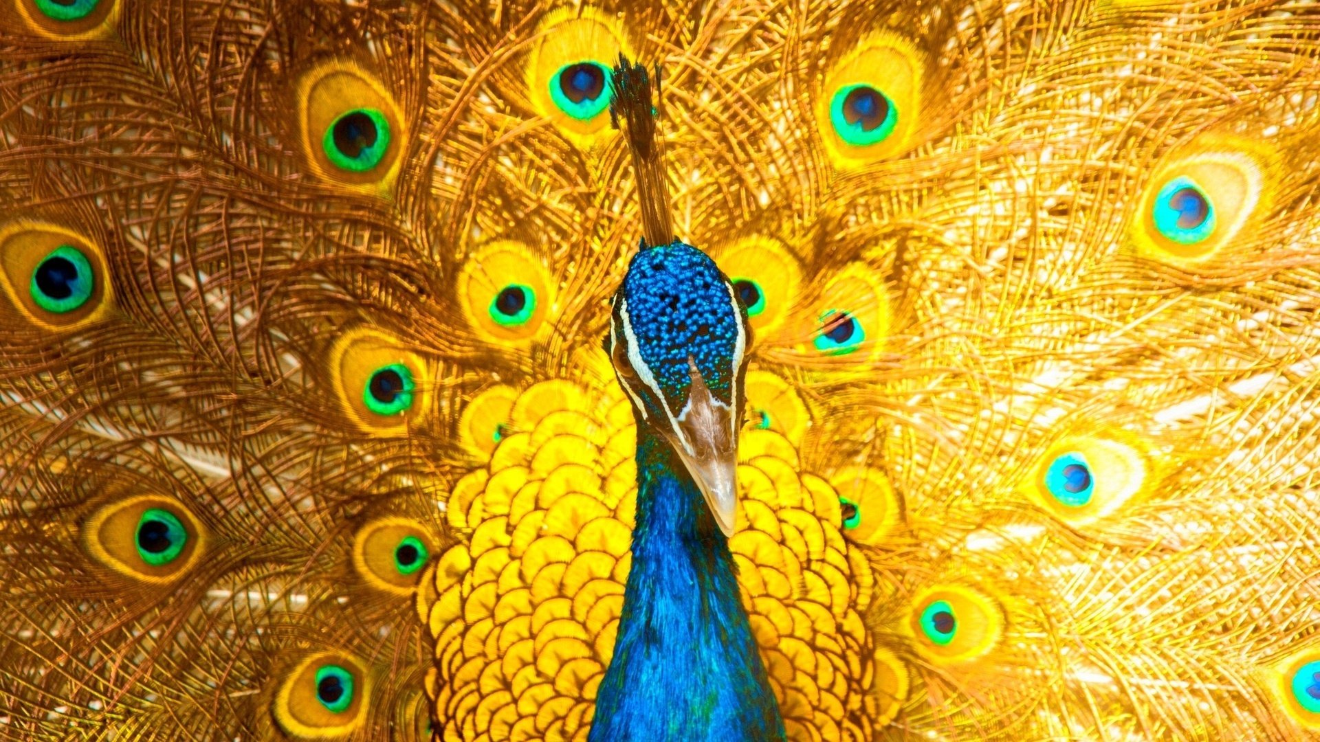 Обои птица, клюв, павлин, перья, хвост, bird, beak, peacock, feathers, tail разрешение 2500x1621 Загрузить