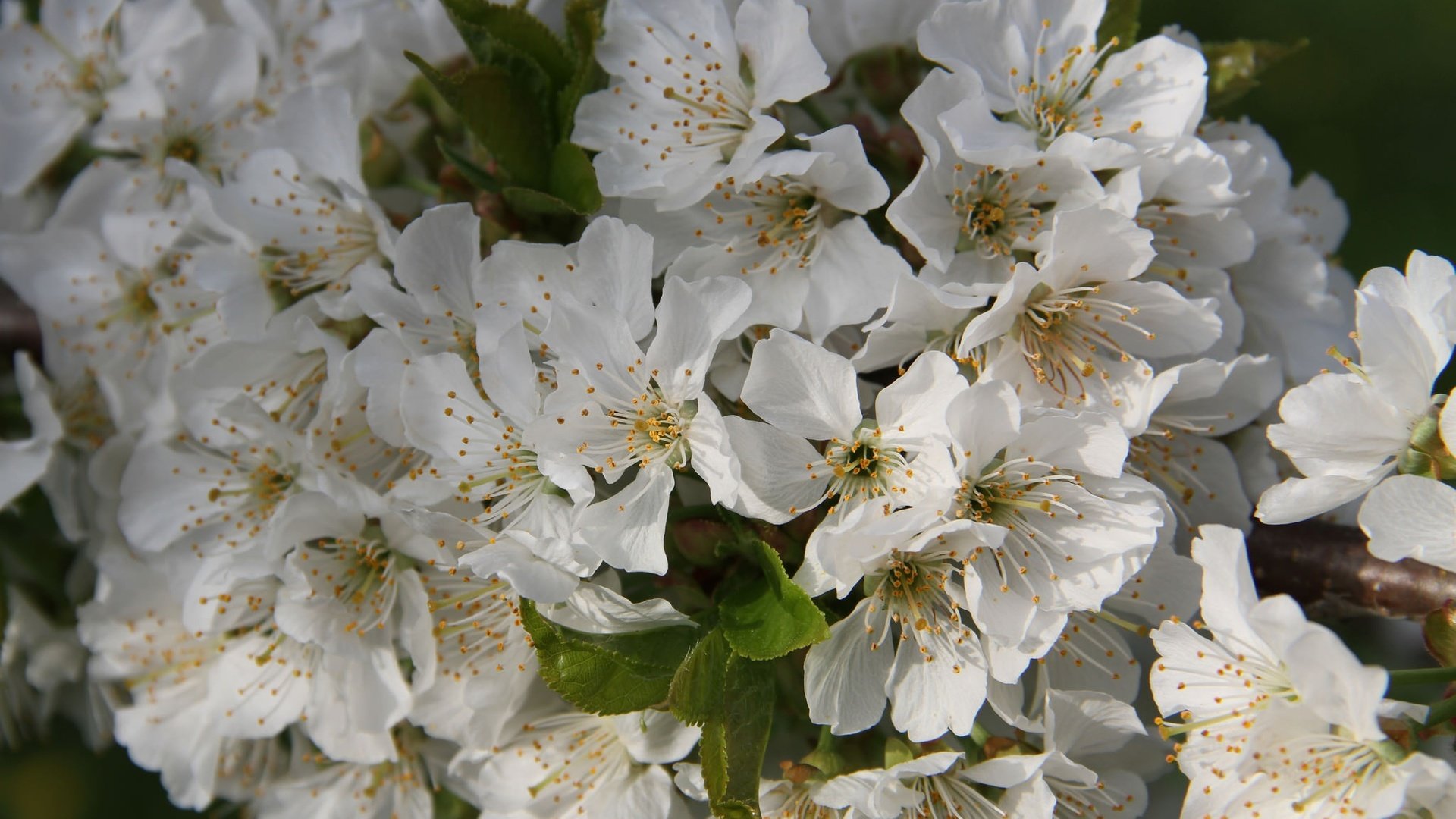 Обои цветы, ветка, цветение, листья, черешня, весна, flowers, branch, flowering, leaves, cherry, spring разрешение 2048x1365 Загрузить