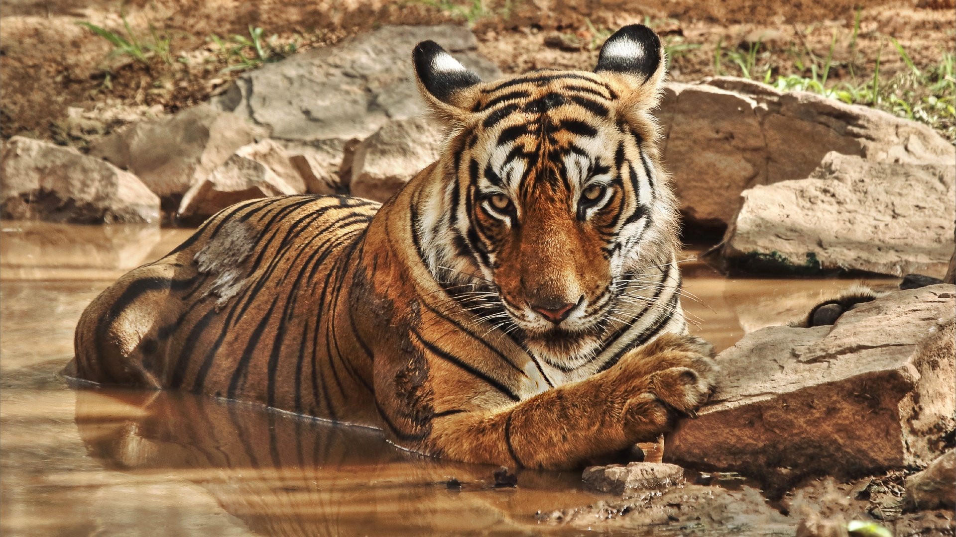 Обои тигр, природа, камни, водоем, дикие кошки, зоопарк, большие кошки, tiger, nature, stones, pond, wild cats, zoo, big cats разрешение 3602x2026 Загрузить