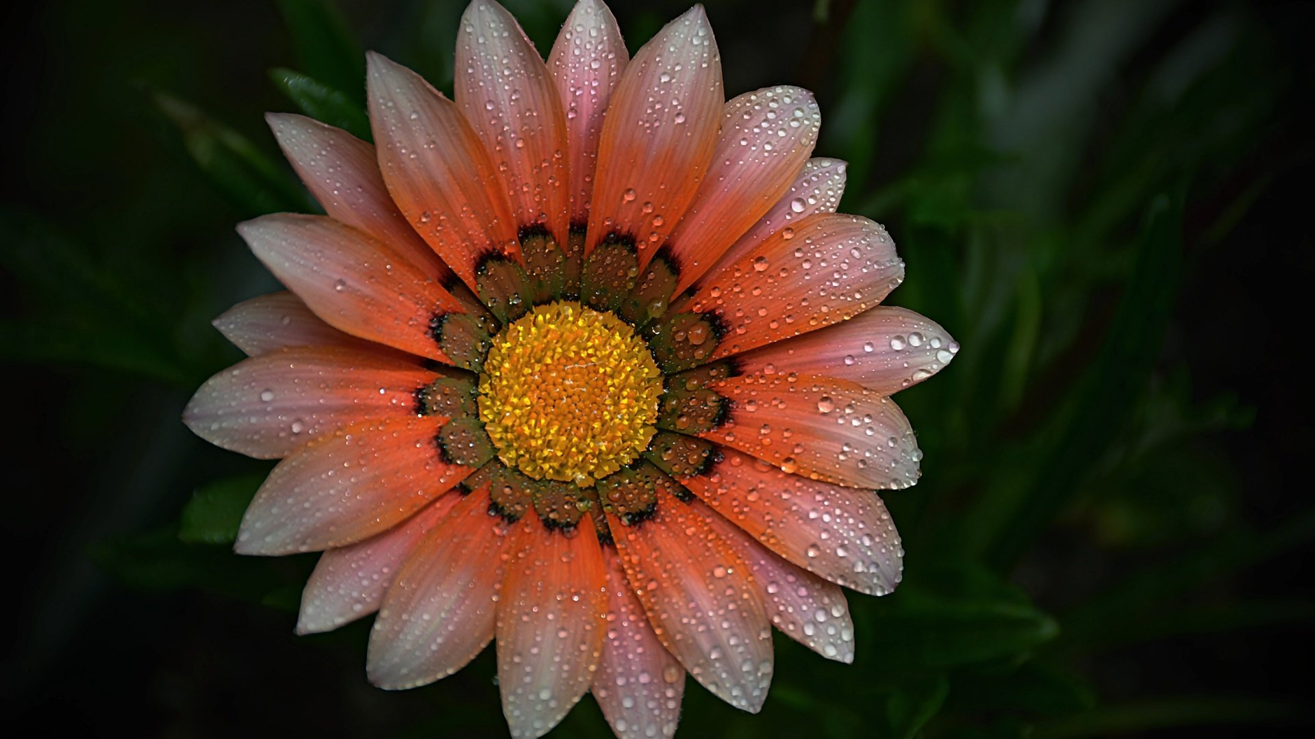 Обои макро, фон, цветок, капли, лепестки, газания, macro, background, flower, drops, petals, gazania разрешение 6000x4000 Загрузить