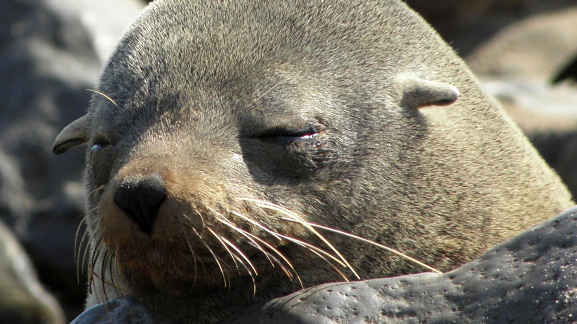 Обои мордочка, сон, тюлень, muzzle, sleep, seal разрешение 3840x2880 Загрузить