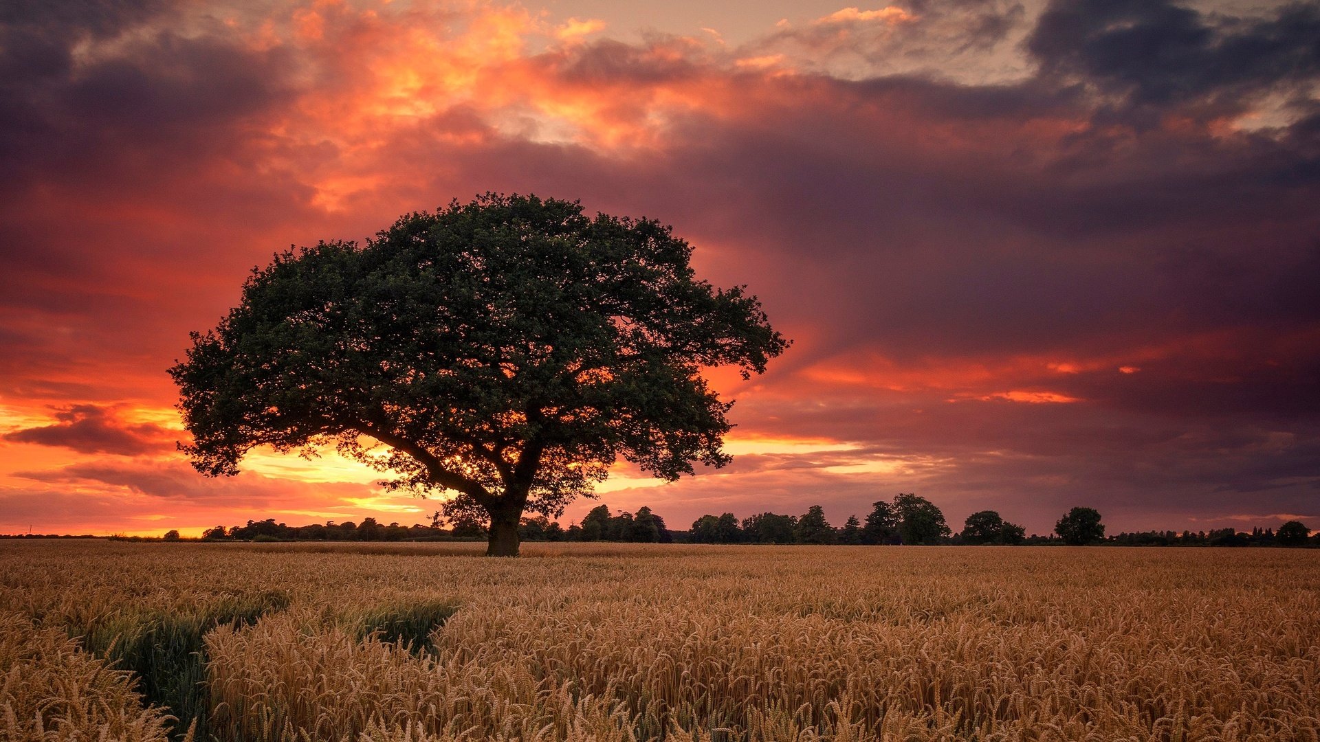 Обои небо, дерево, закат, поле, англия, дербишир, the sky, tree, sunset, field, england, derbyshire разрешение 2048x1277 Загрузить