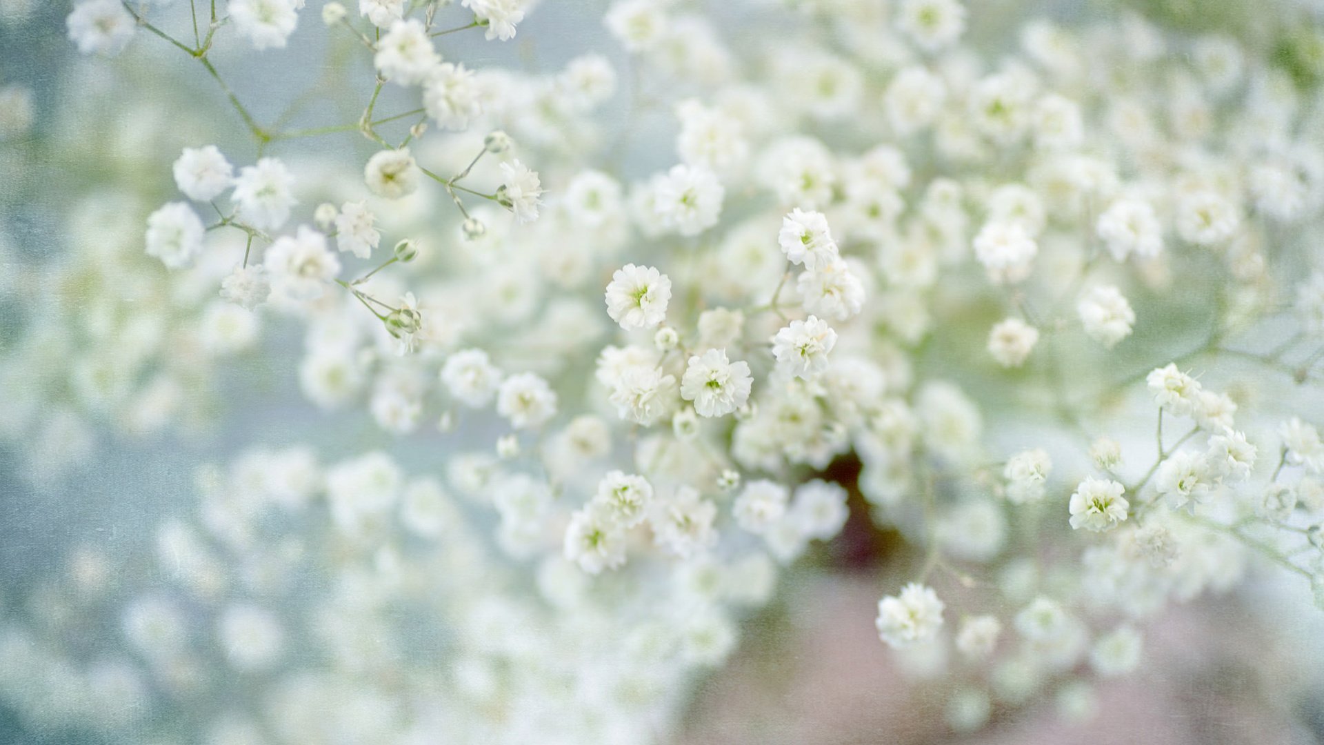 Обои цветы, размытость, белые цветы, гипсофила, flowers, blur, white flowers, gypsophila разрешение 1920x1200 Загрузить