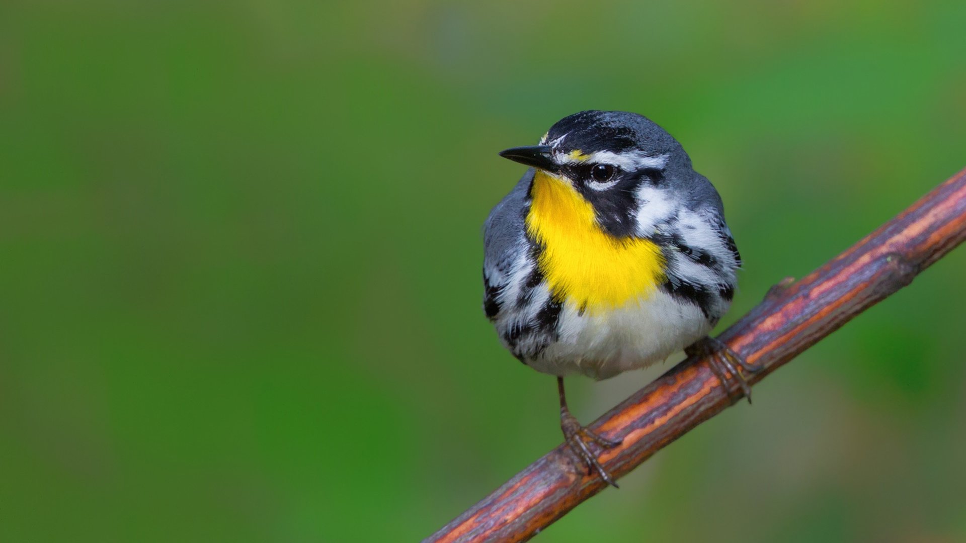 Обои птица, клюв, перья, камышевка, славка, magnolia warbler, bird, beak, feathers, warbler разрешение 1920x1200 Загрузить