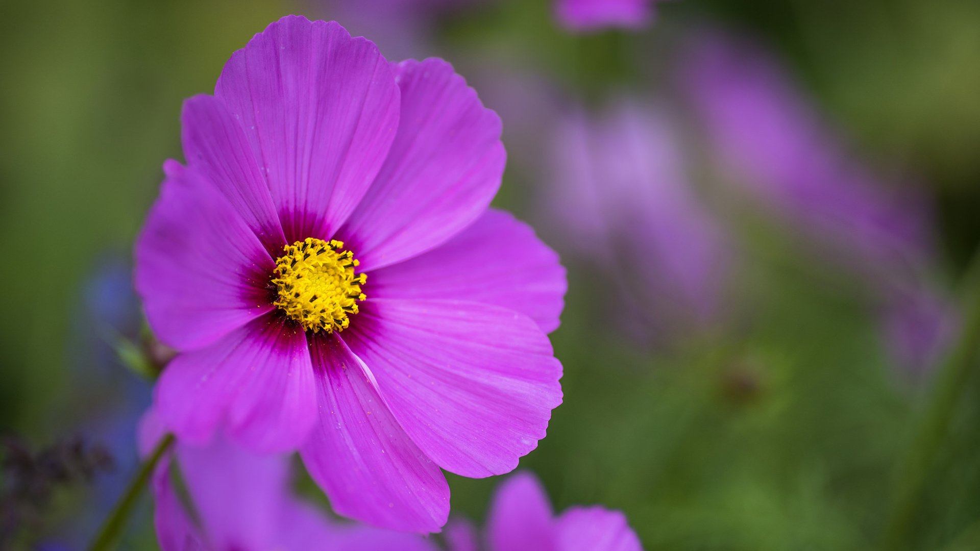 Обои цветок, лепестки, размытость, розовый, космея, flower, petals, blur, pink, kosmeya разрешение 1920x1200 Загрузить