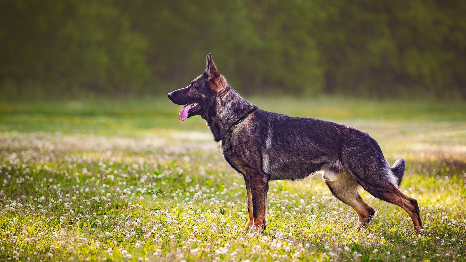 Обои собака, профиль, язык, полевые цветы, немецкая овчарка, dog, profile, language, wildflowers, german shepherd разрешение 1920x1200 Загрузить