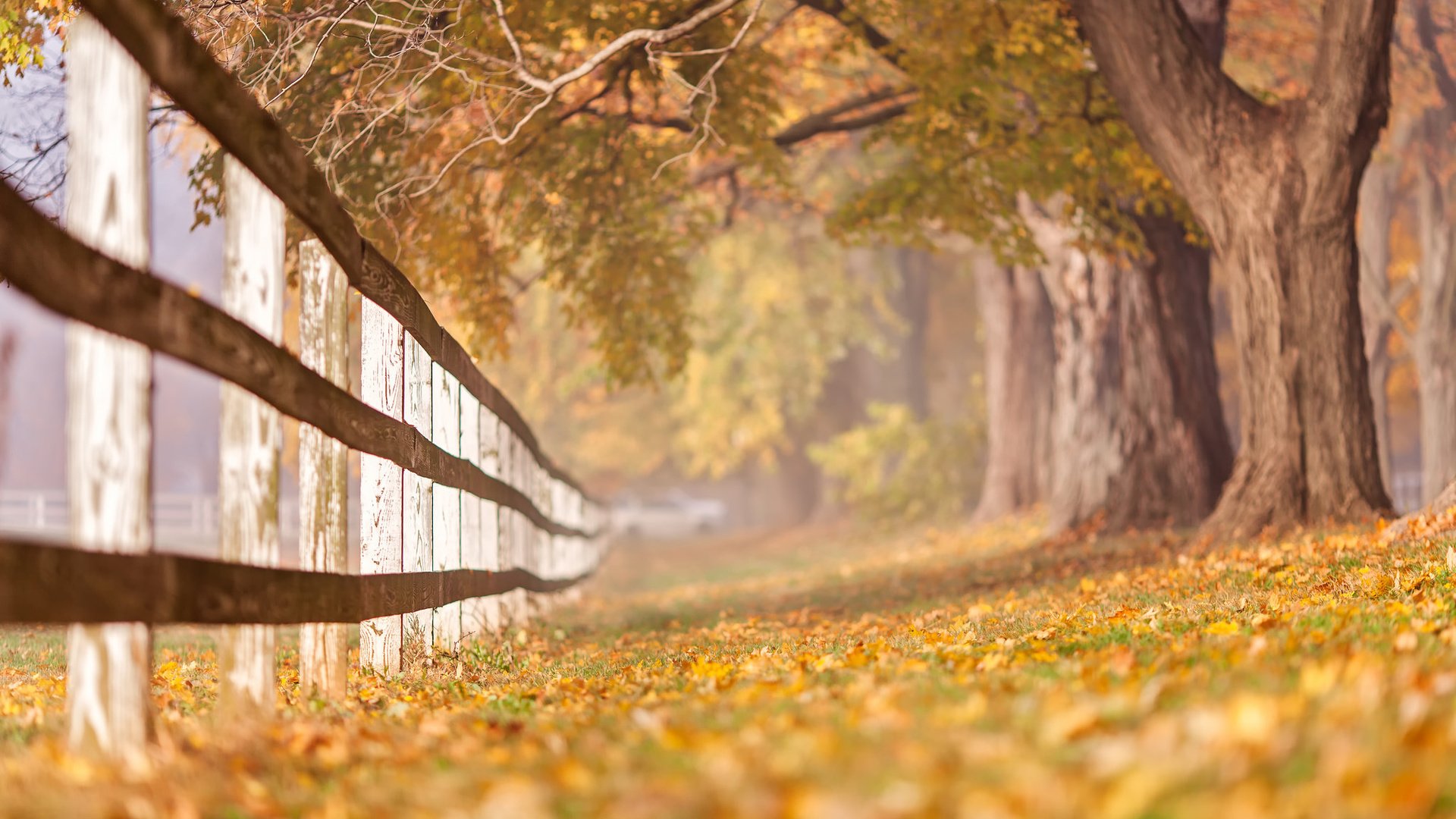 Обои деревья, листья, ветки, стволы, осень, забор, trees, leaves, branches, trunks, autumn, the fence разрешение 2048x1365 Загрузить