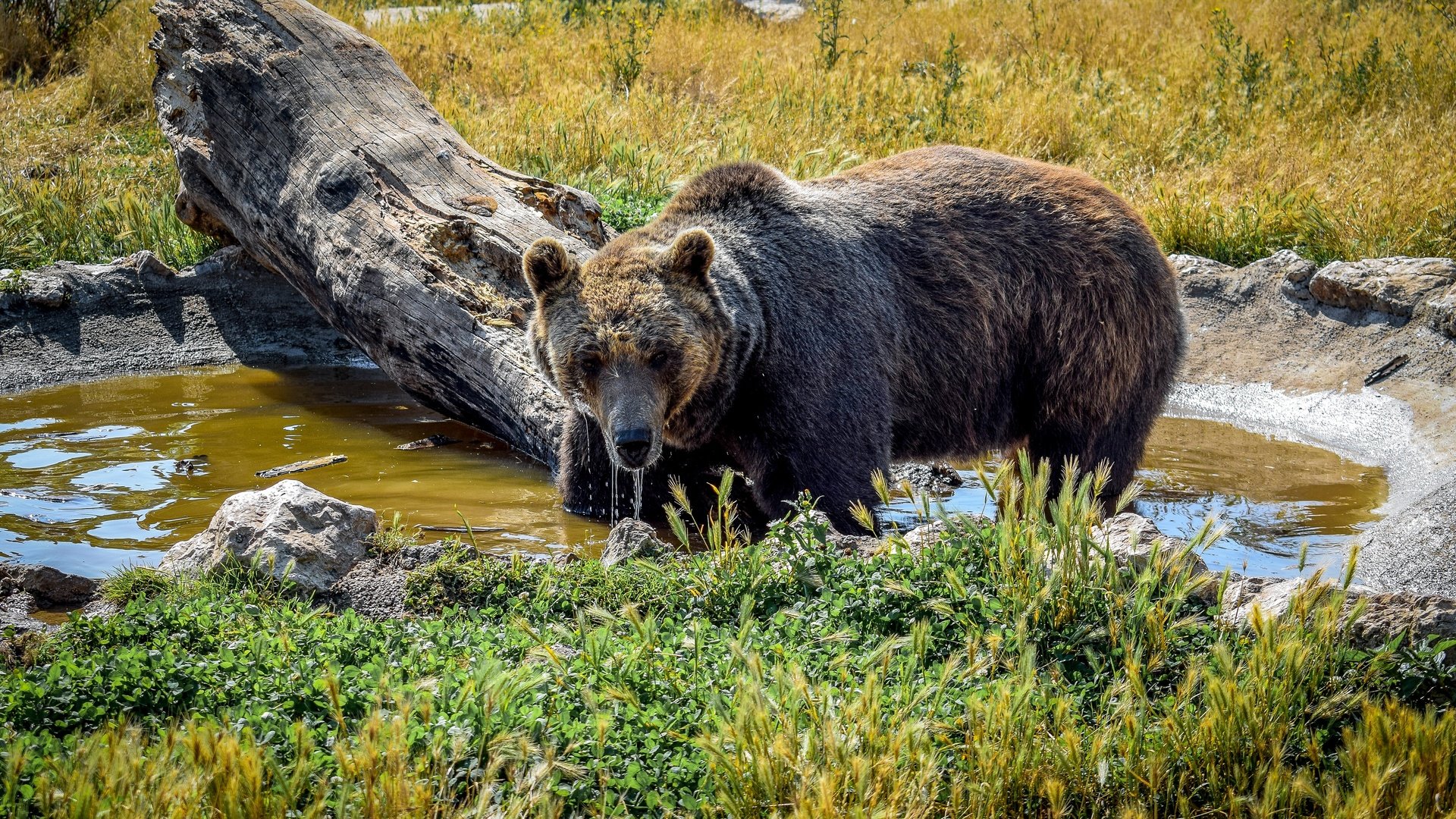 Обои трава, вода, солнце, камни, медведь, коряга, бурый, grass, water, the sun, stones, bear, snag, brown разрешение 4000x2250 Загрузить