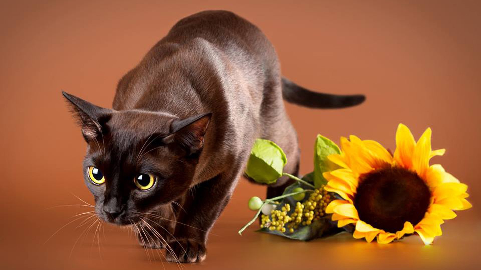 Обои цветок, кот, мордочка, усы, кошка, взгляд, подсолнух, животное, бурманская, burmese, flower, cat, muzzle, mustache, look, sunflower, animal разрешение 1981x1414 Загрузить