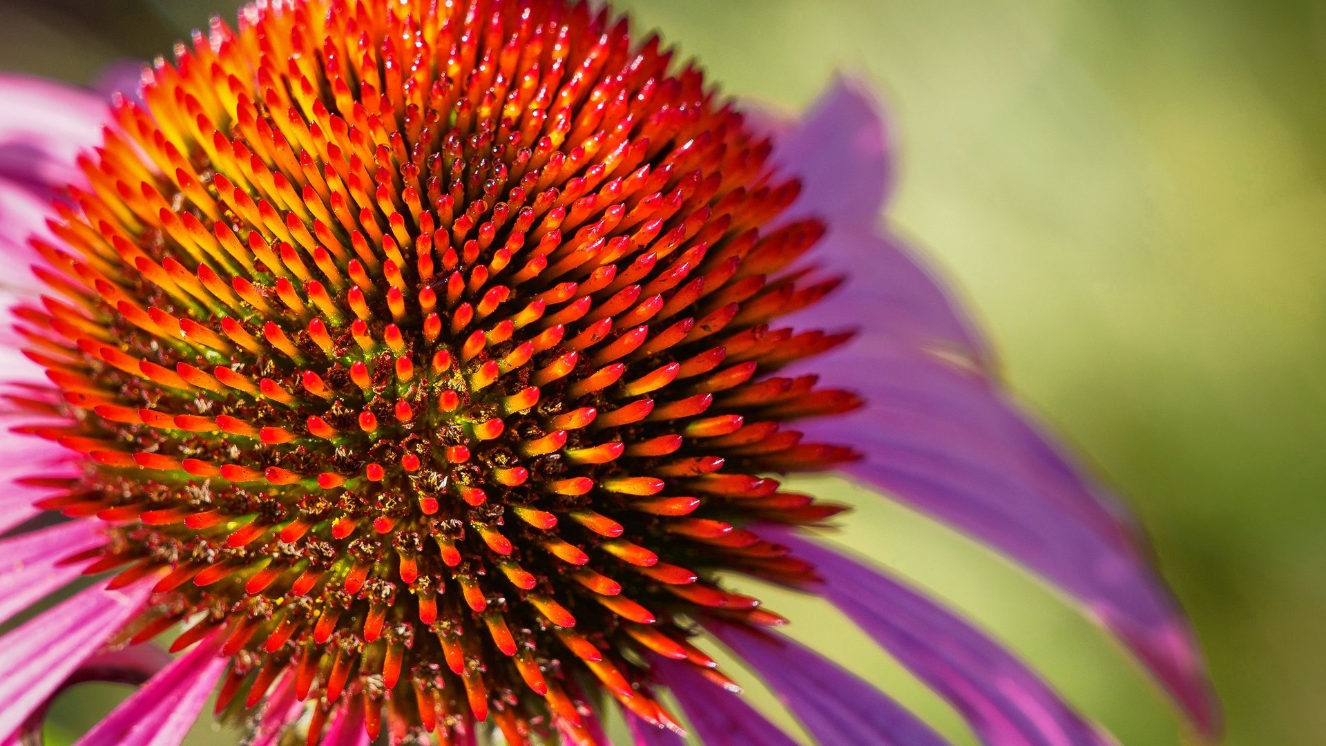 Обои макро, цветок, лепестки, эхинацея, macro, flower, petals, echinacea разрешение 2048x1365 Загрузить