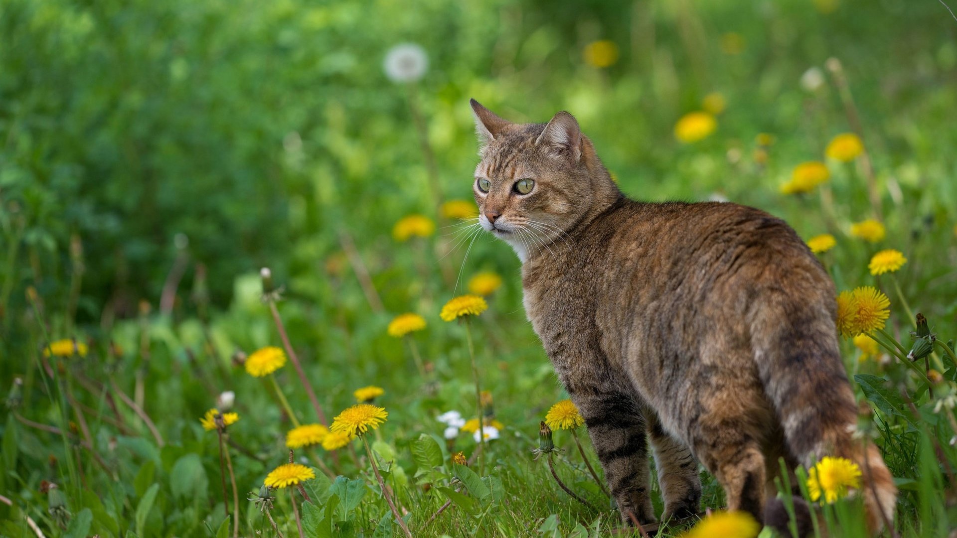 Обои цветы, кот, мордочка, усы, кошка, взгляд, весна, одуванчики, flowers, cat, muzzle, mustache, look, spring, dandelions разрешение 2048x1280 Загрузить