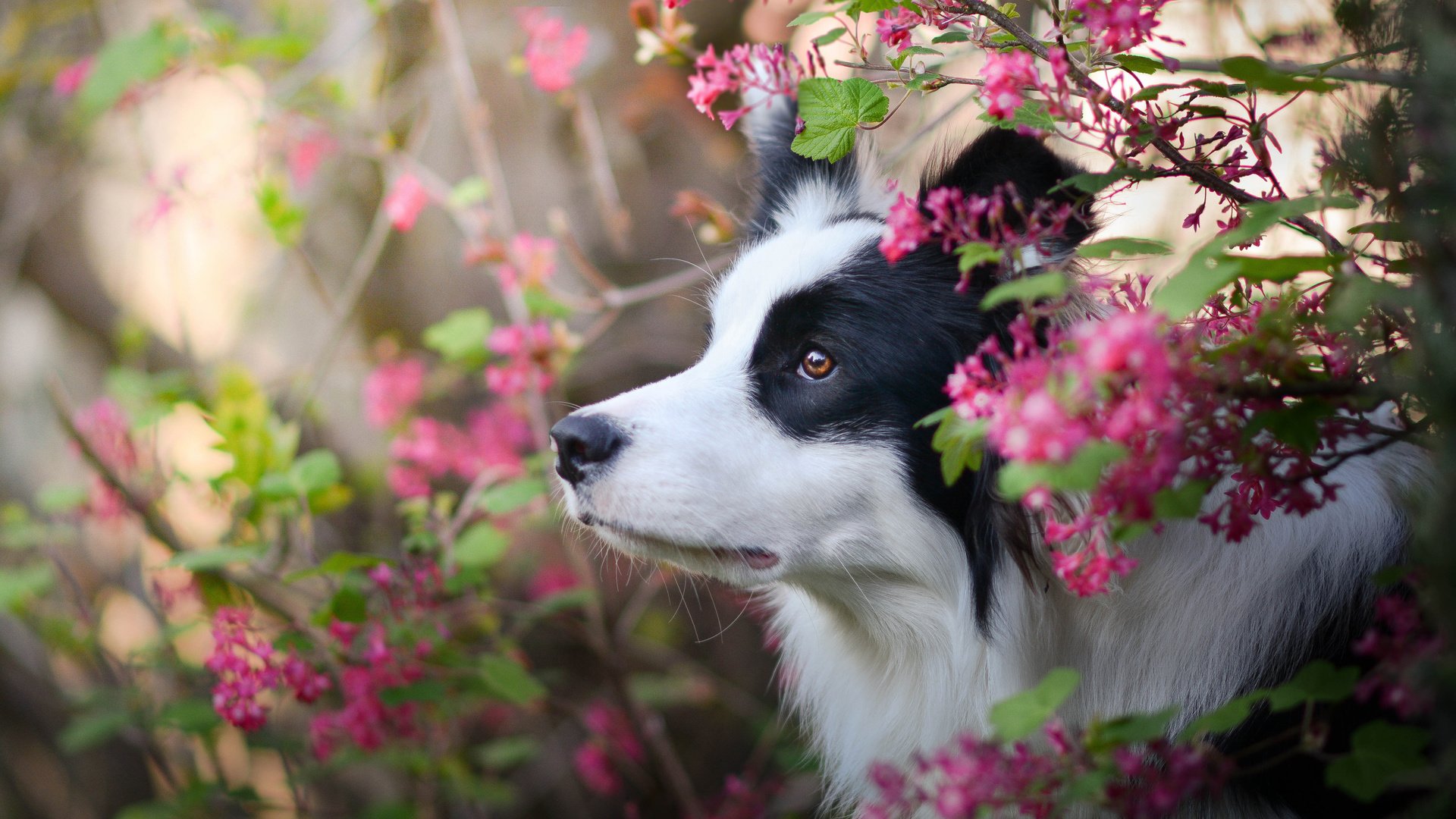 Обои цветы, природа, собака, профиль, бордер-колли, flowers, nature, dog, profile, the border collie разрешение 3600x2527 Загрузить