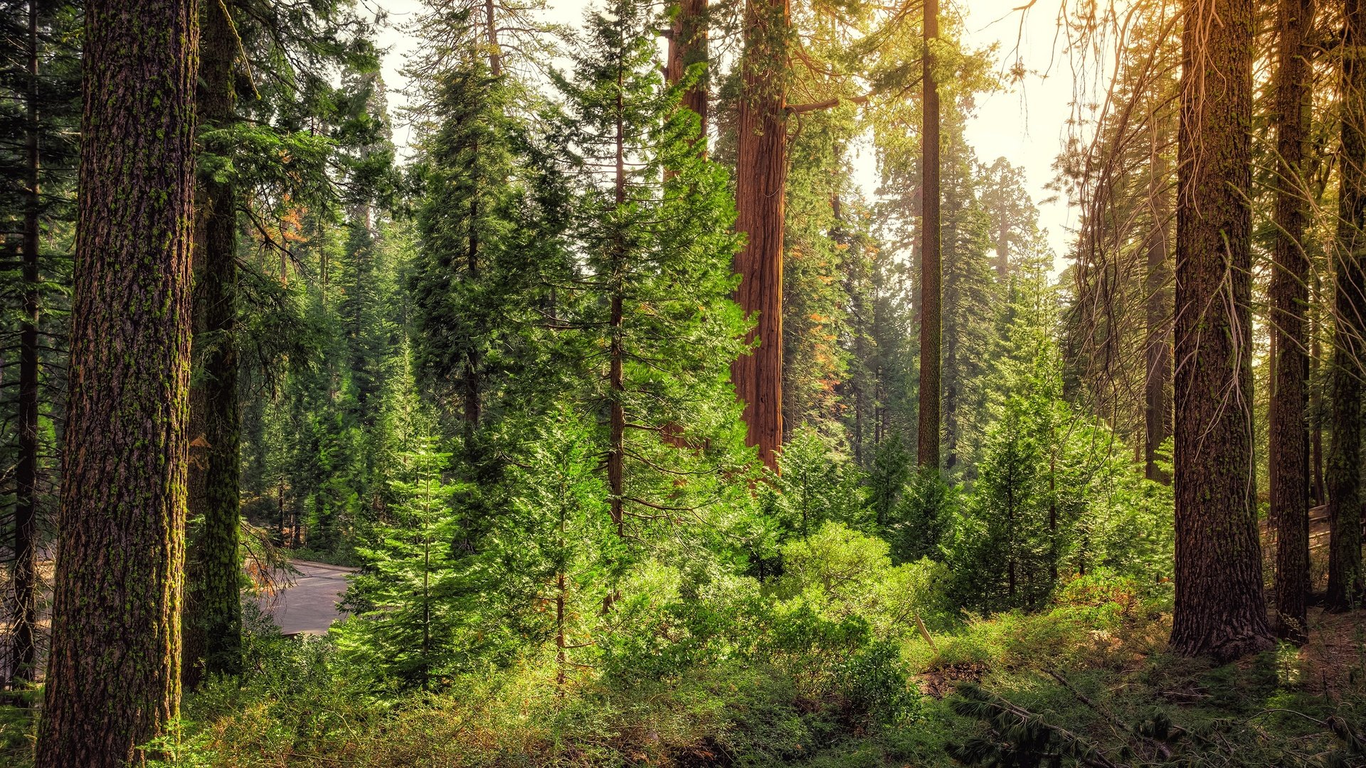 Обои дорога, деревья, лес, кусты, сша, калифорния, king's canyon national park, road, trees, forest, the bushes, usa, ca разрешение 3000x2000 Загрузить