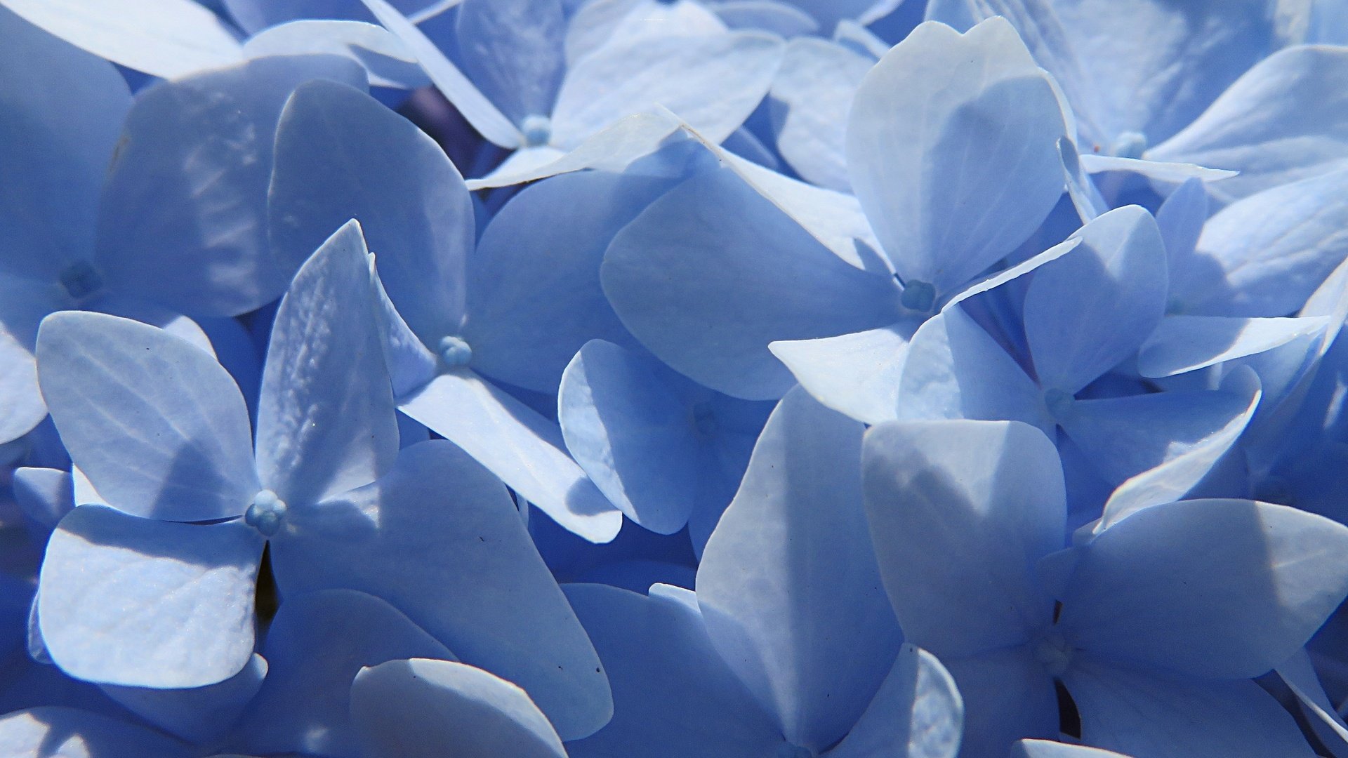 Обои цветы, лепестки, голубые, гортензия, крупным планом, flowers, petals, blue, hydrangea, closeup разрешение 3691x2768 Загрузить