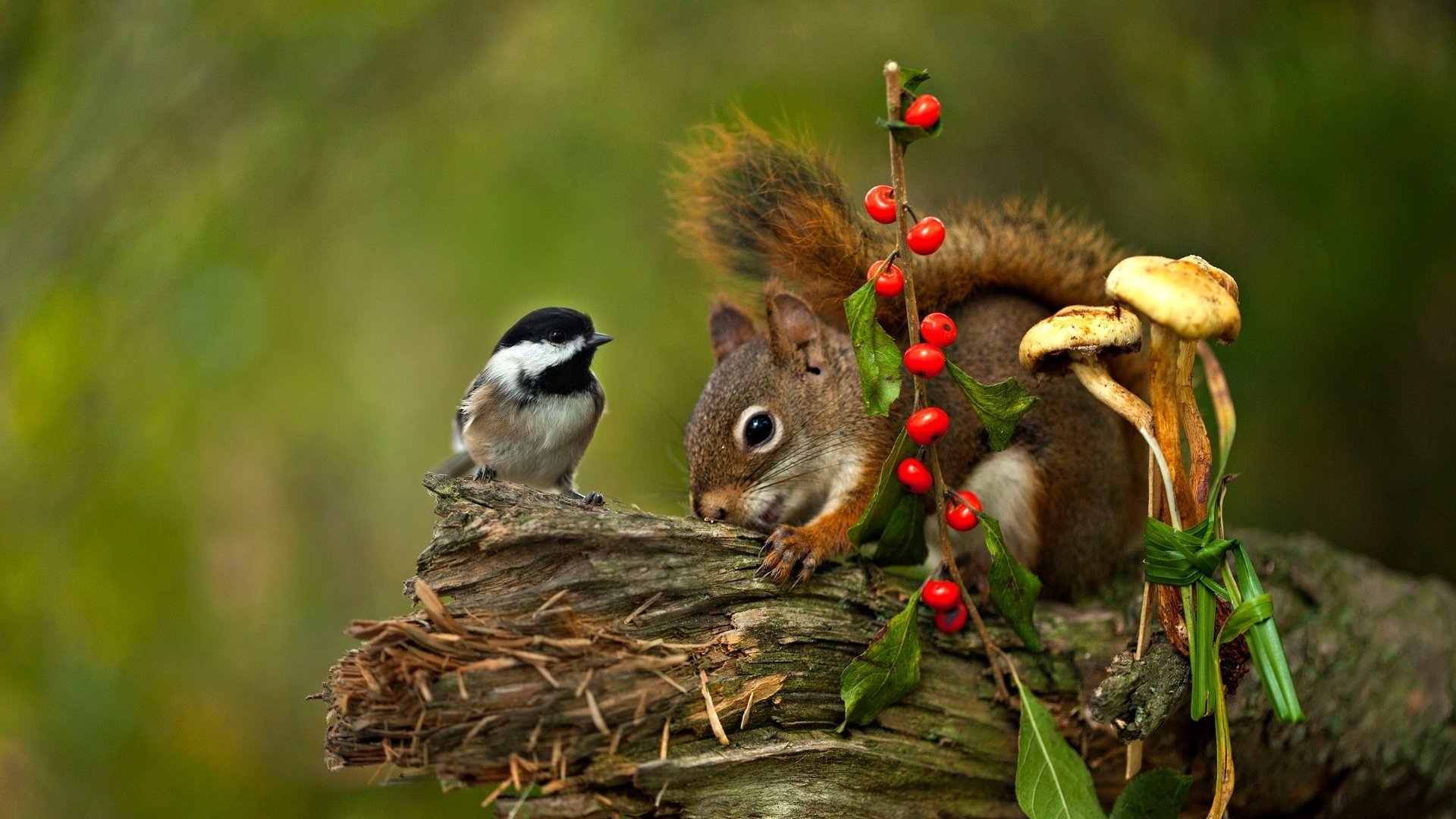 Обои грибы, птица, ягоды, животное, белка, коряга, синица, грызун, mushrooms, bird, berries, animal, protein, snag, tit, rodent разрешение 2048x1365 Загрузить