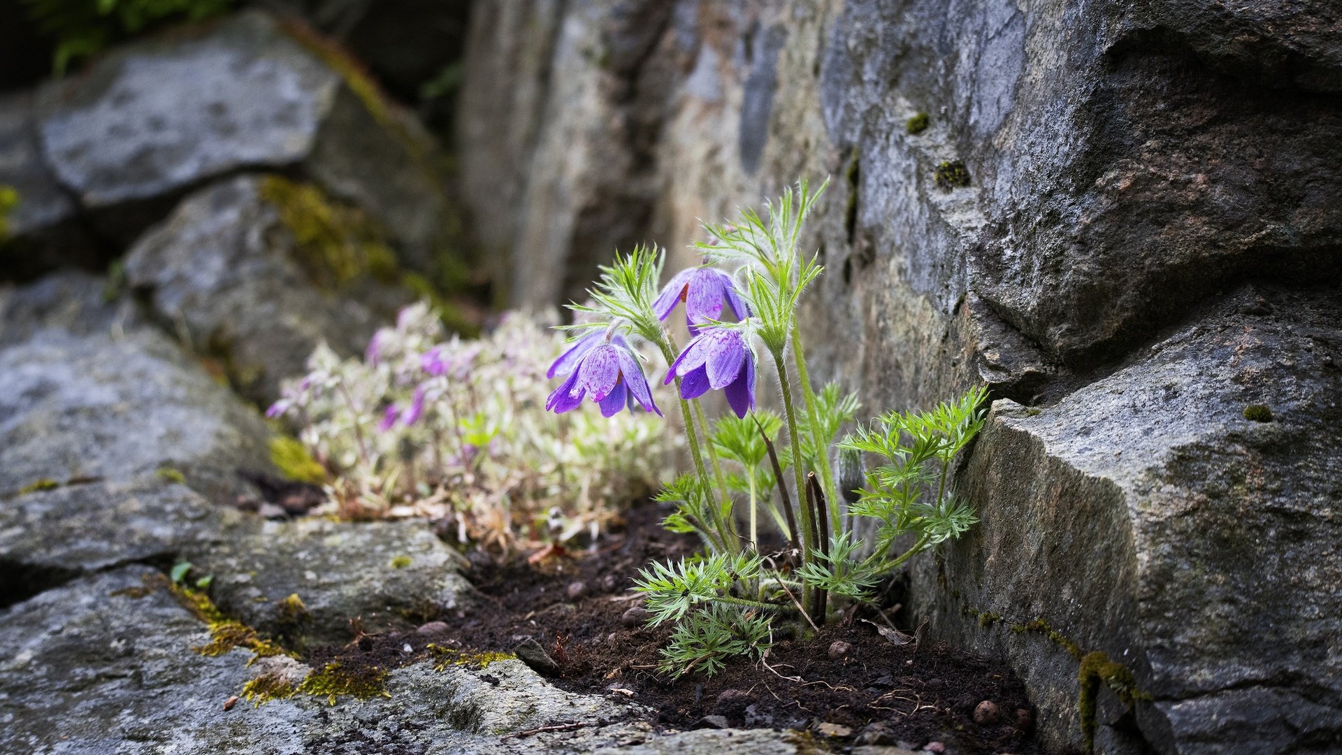 Обои цветы, камни, боке, прострел, пульсатилла, flowers, stones, bokeh, cross, pulsatilla разрешение 2048x1367 Загрузить