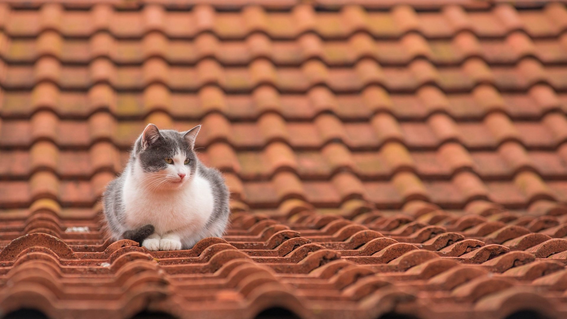 Обои кот, мордочка, усы, кошка, взгляд, крыша, черепица, cat, muzzle, mustache, look, roof, tile разрешение 2048x1280 Загрузить