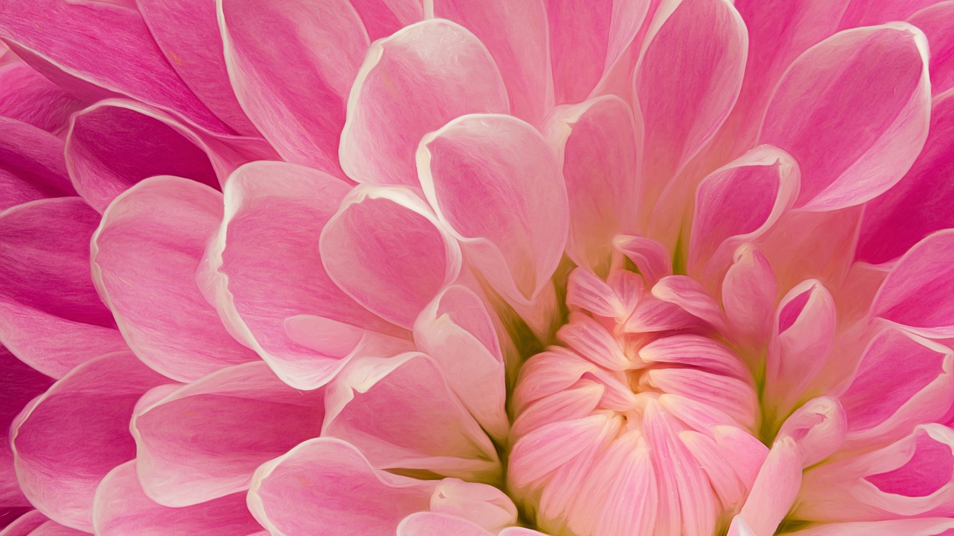 Обои макро, цветок, лепестки, розовый, георгин, крупным планом, macro, flower, petals, pink, dahlia, closeup разрешение 2048x1366 Загрузить
