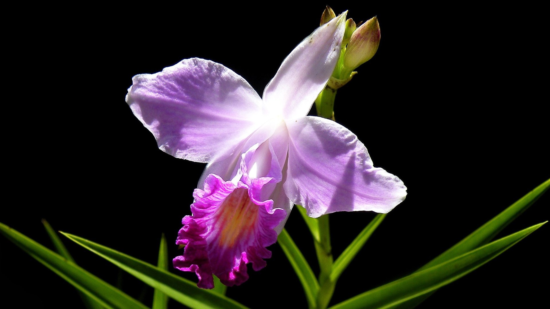 Обои листья, макро, фон, цветок, лепестки, черный фон, орхидея, leaves, macro, background, flower, petals, black background, orchid разрешение 3000x1834 Загрузить