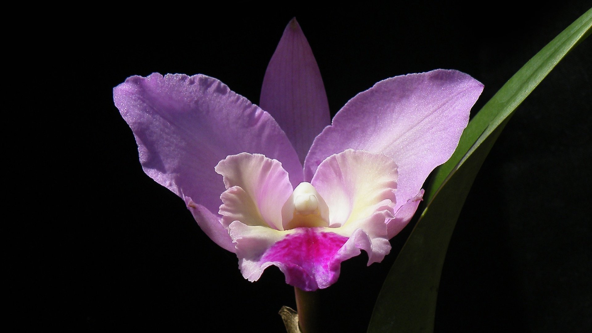 Обои макро, фон, цветок, лепестки, черный фон, орхидея, macro, background, flower, petals, black background, orchid разрешение 2880x1728 Загрузить