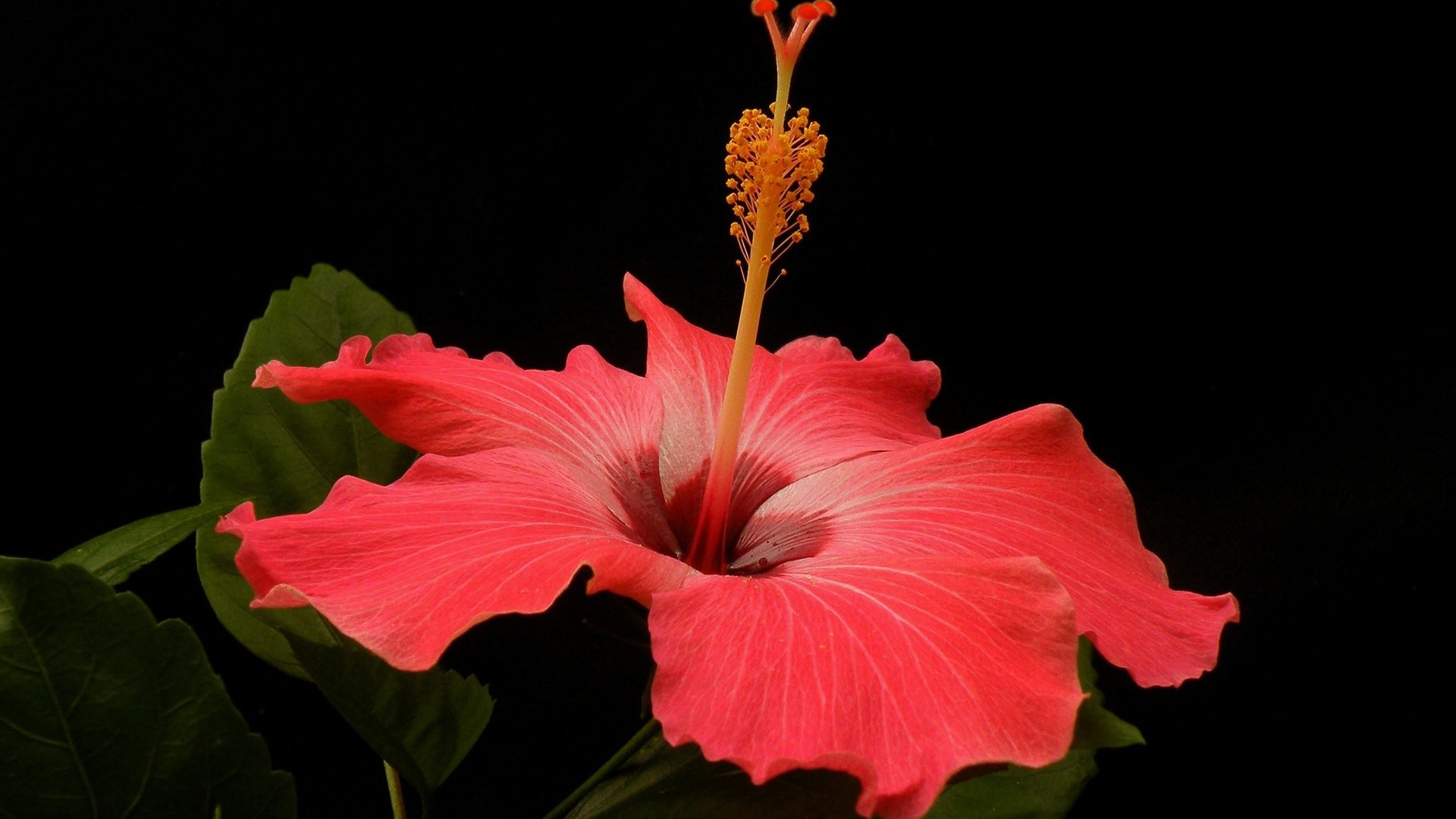 Обои макро, цветок, лепестки, черный фон, гибискус, macro, flower, petals, black background, hibiscus разрешение 2880x1850 Загрузить