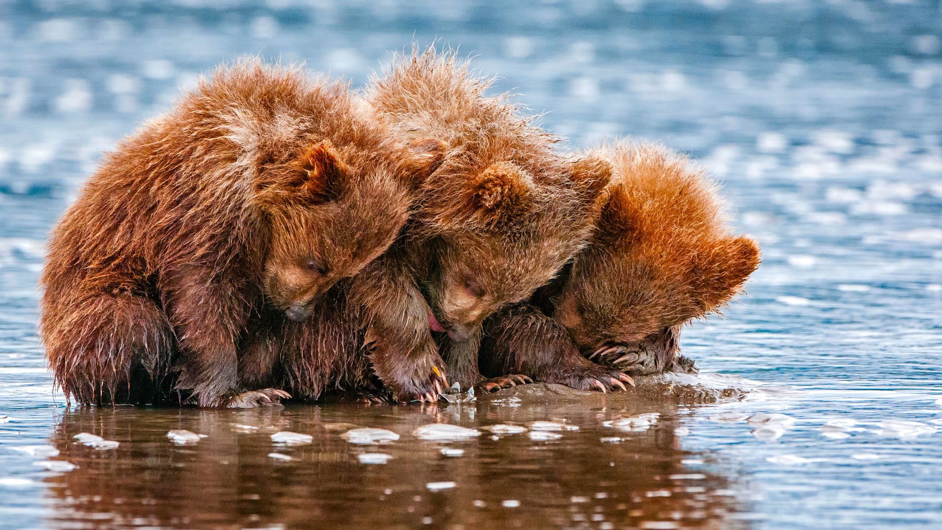 Обои вода, животные, медведи, трое, детеныши, медвежата, water, animals, bears, three, cubs разрешение 2048x1435 Загрузить