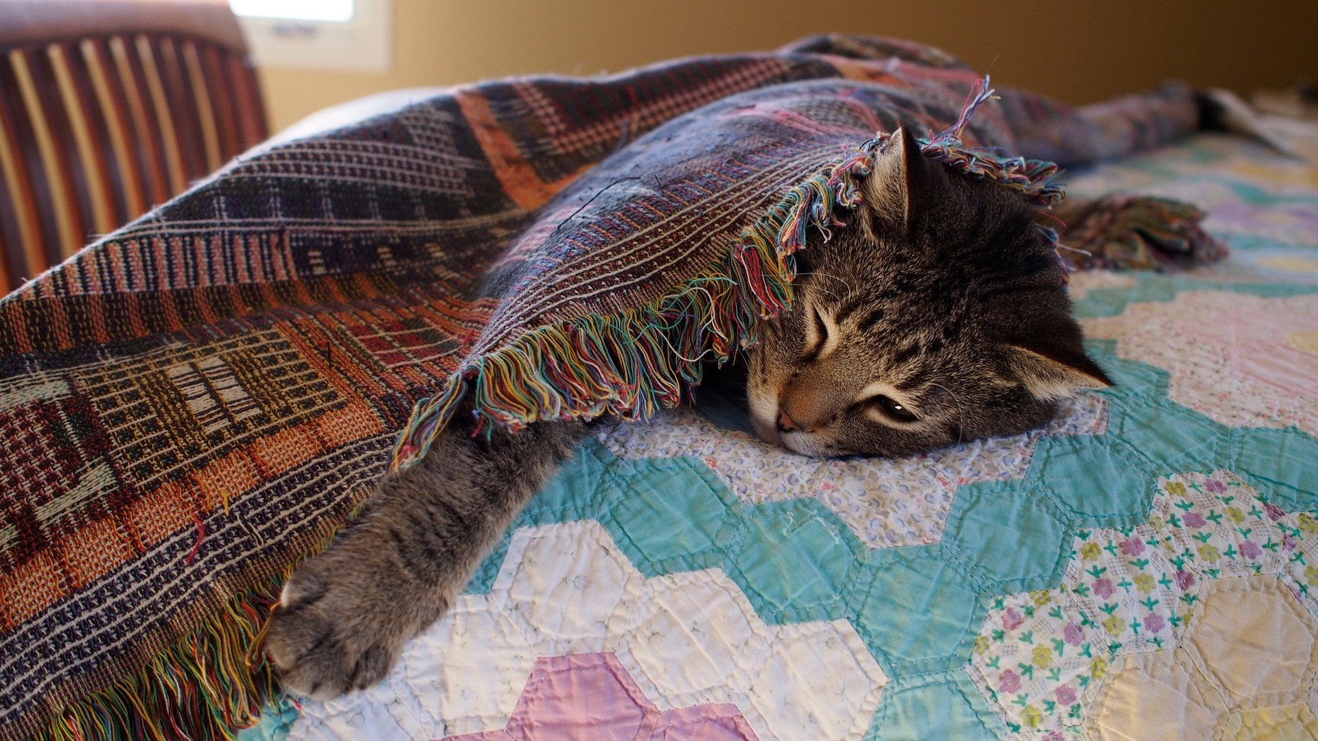Обои морда, кот, кошка, отдых, кровать, одеяло, лапа, face, cat, stay, bed, blanket, paw разрешение 4608x2592 Загрузить