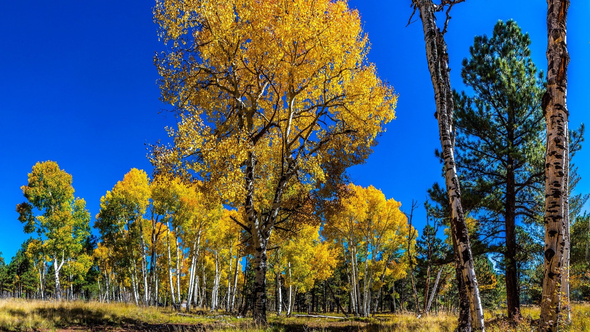 Обои небо, деревья, лес, березы, осень, сосна, осина, the sky, trees, forest, birch, autumn, pine, aspen разрешение 2048x1320 Загрузить