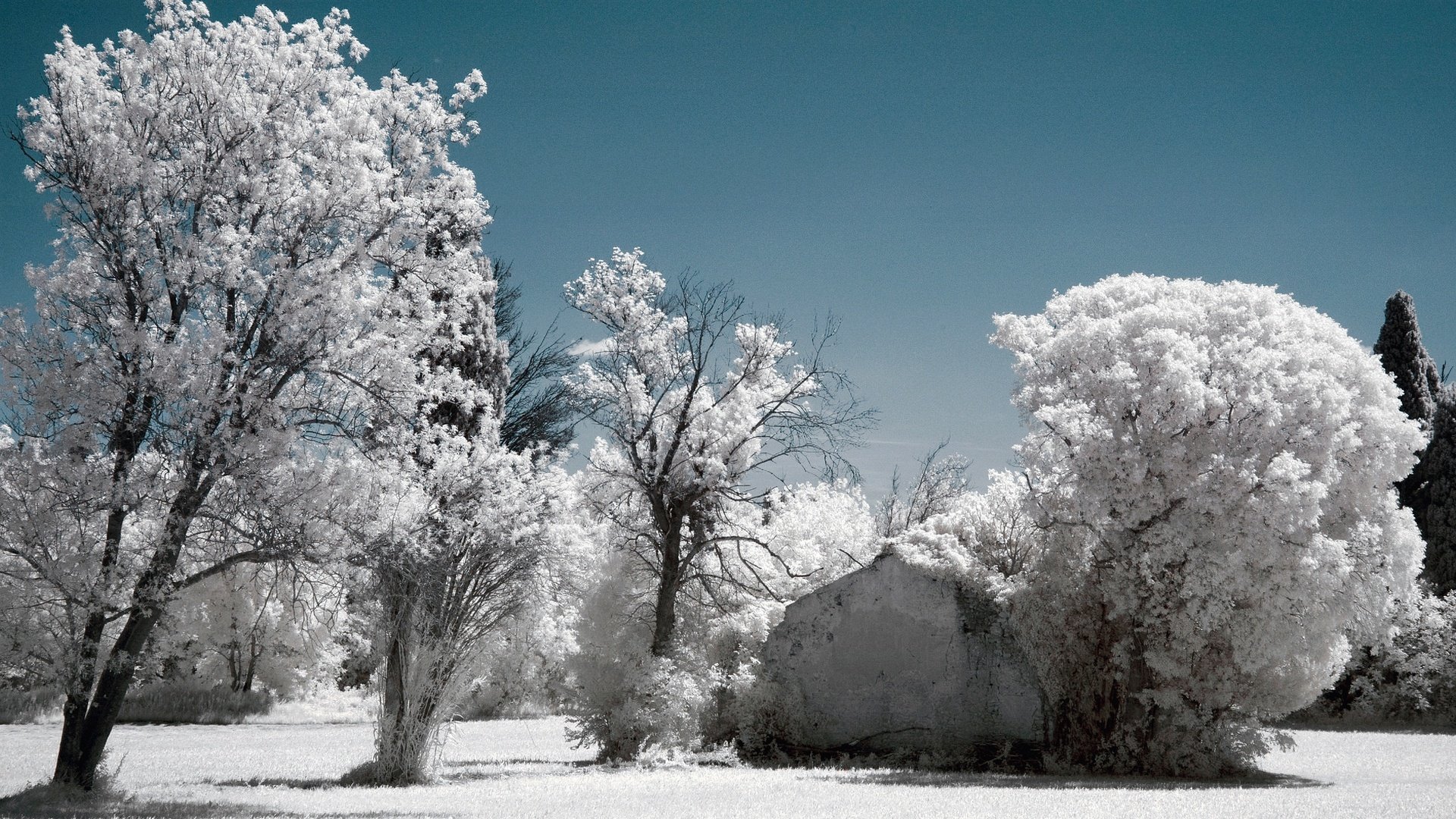 Обои небо, деревья, снег, зима, иней, инфракрасный снимок, the sky, trees, snow, winter, frost, infrared the разрешение 2048x1356 Загрузить