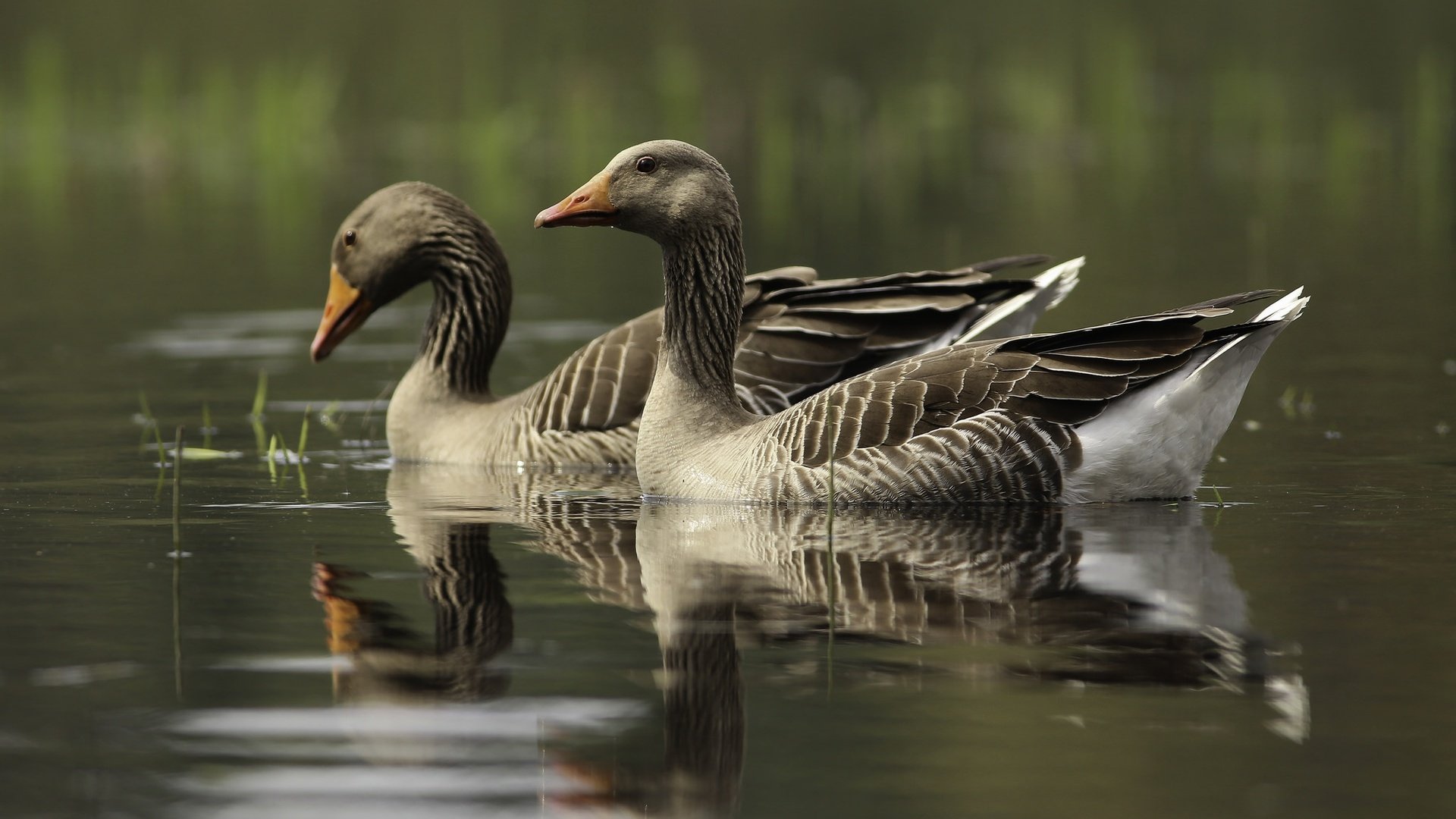 Обои озеро, отражение, птицы, клюв, перья, гусь, гуси, плывут, lake, reflection, birds, beak, feathers, goose, geese, float разрешение 2048x1365 Загрузить