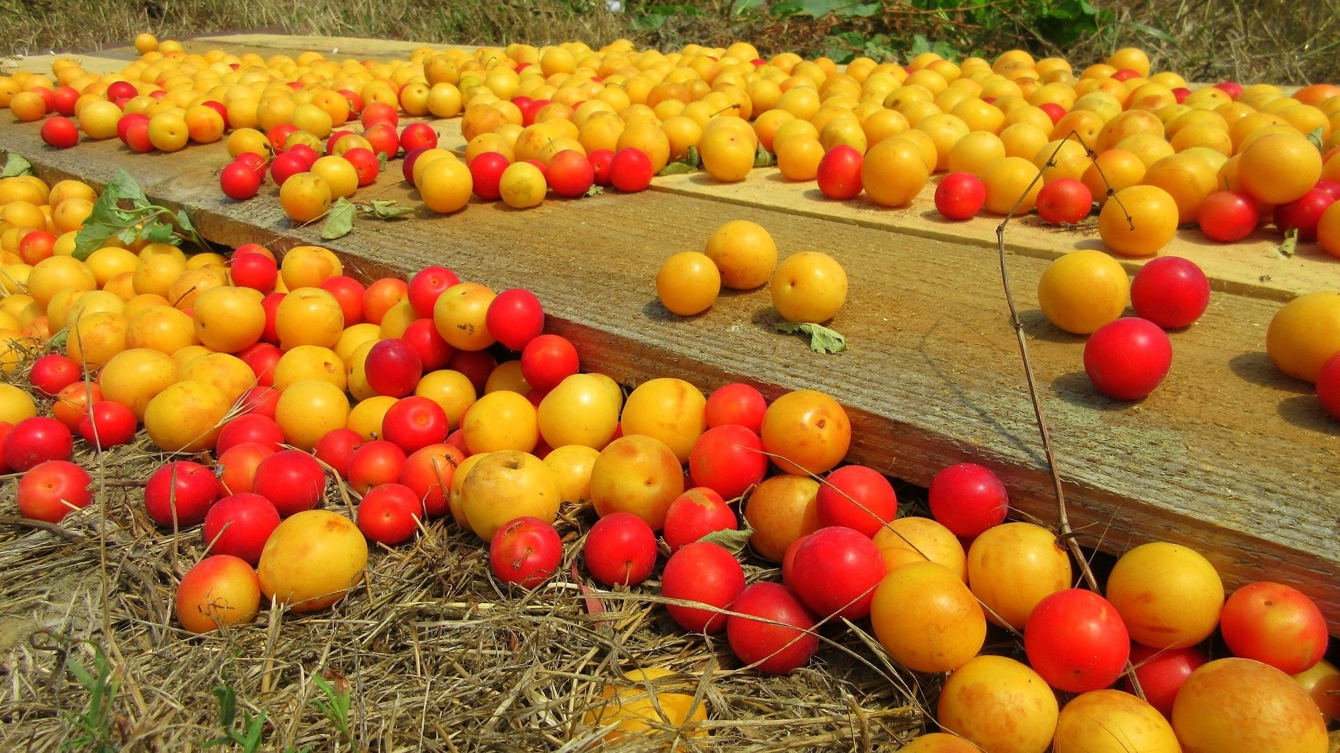 Обои фрукты, урожай, плоды, алыча, слива, fruit, harvest, plum, drain разрешение 1920x1440 Загрузить