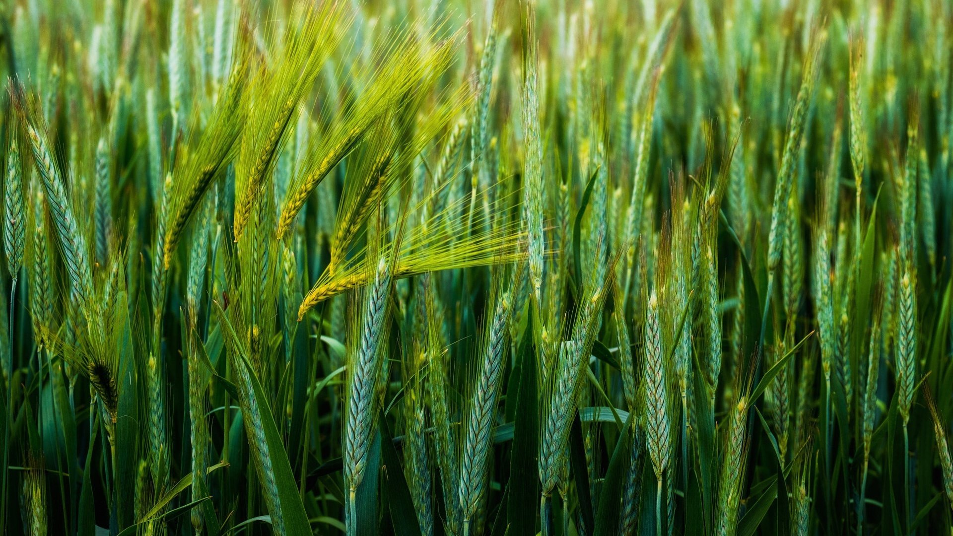 Обои природа, поле, колосья, пшеница, nature, field, ears, wheat разрешение 2048x1402 Загрузить