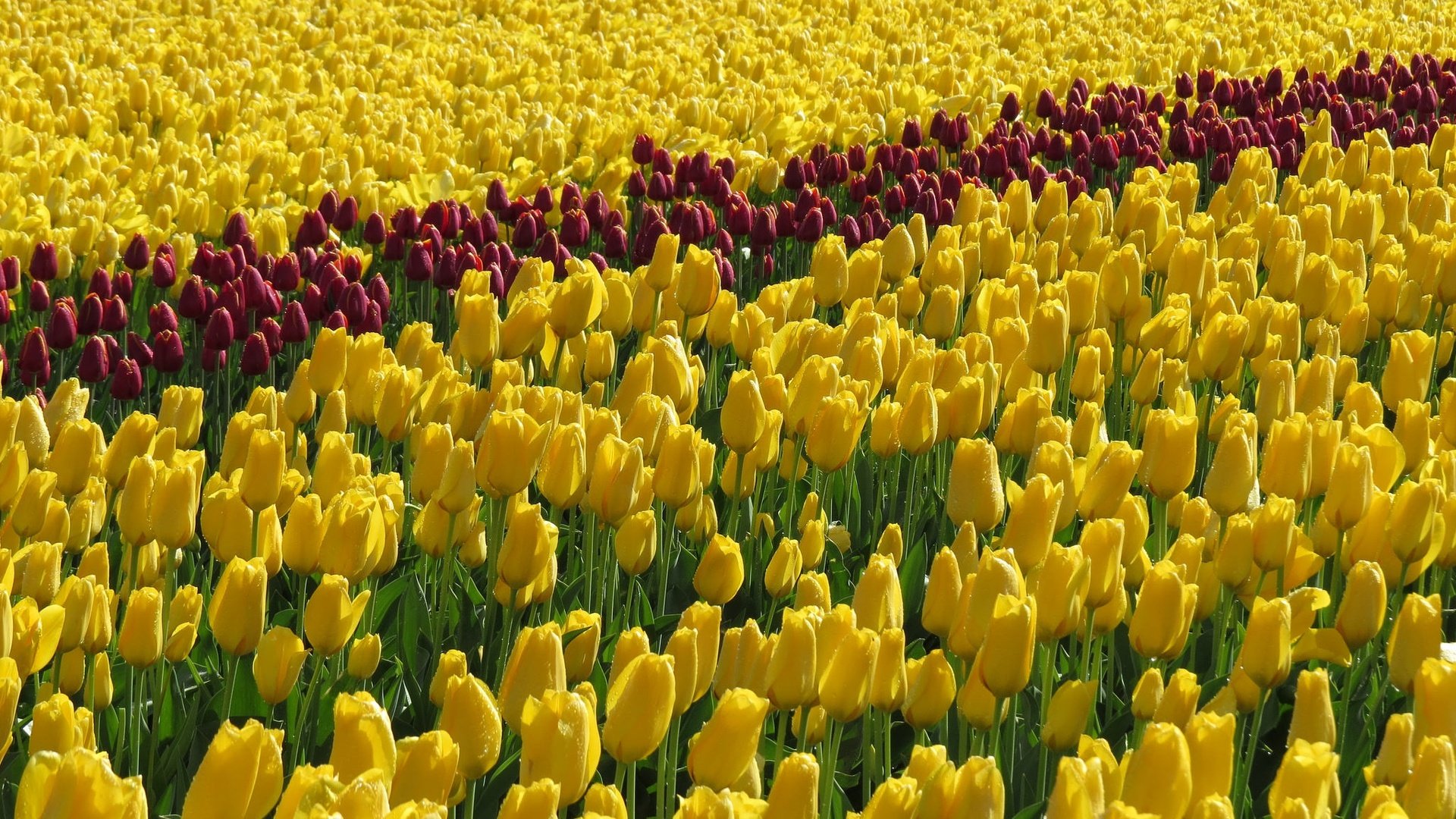 Обои цветы, поле, тюльпаны, желтые, flowers, field, tulips, yellow разрешение 2048x1151 Загрузить