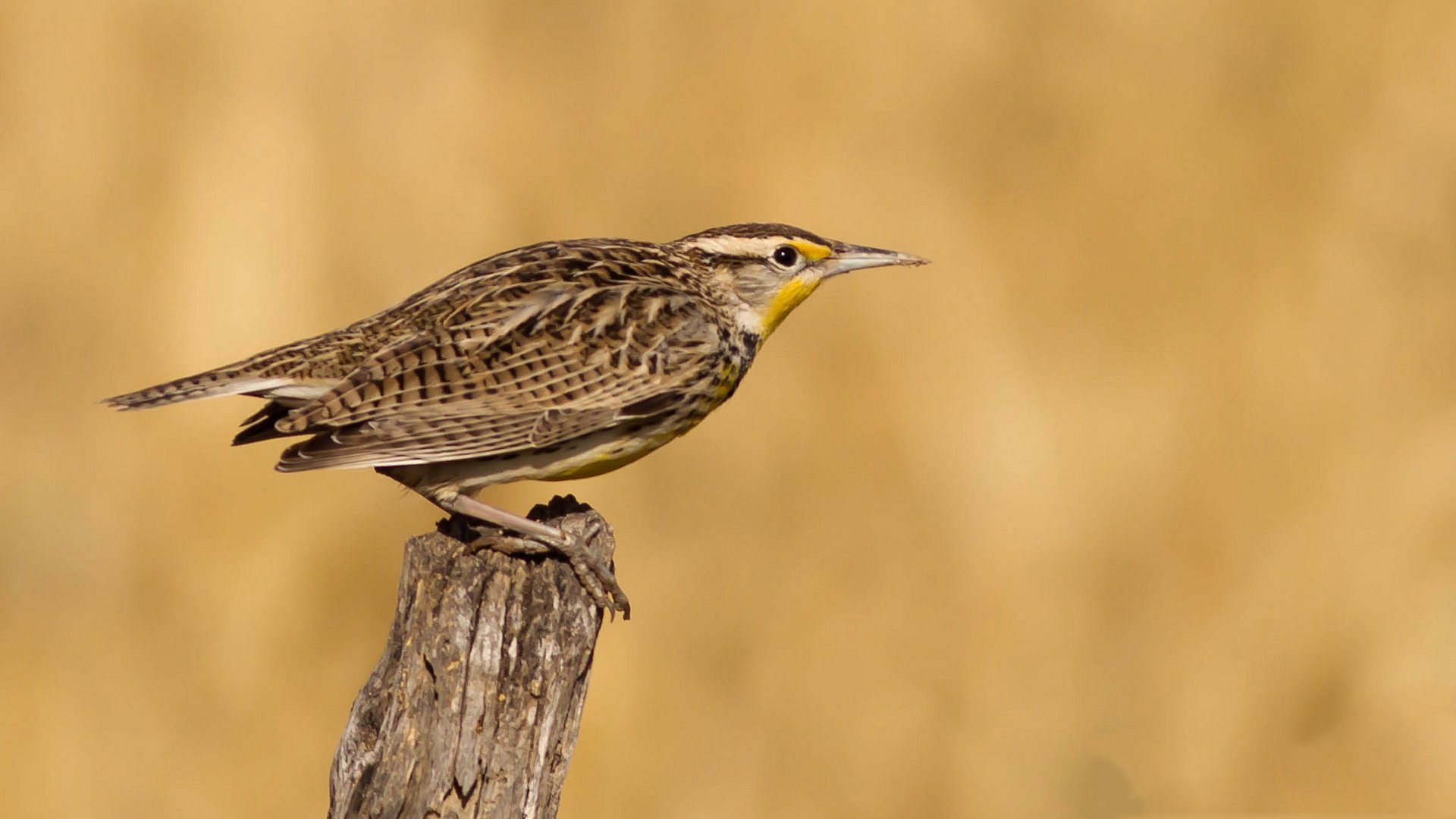 Обои птица, клюв, перья, хвост, луговой трупиал, bird, beak, feathers, tail, meadow trupial разрешение 2048x1152 Загрузить