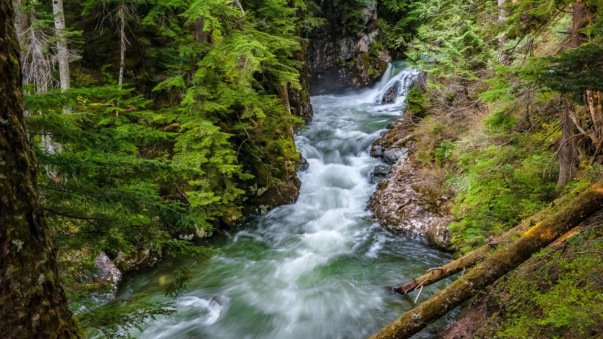 Обои деревья, сша, река, denny creek, лес, хвоя, ветки, стволы, вашингтон, поток, trees, usa, river, forest, needles, branches, trunks, washington, stream разрешение 4256x2832 Загрузить