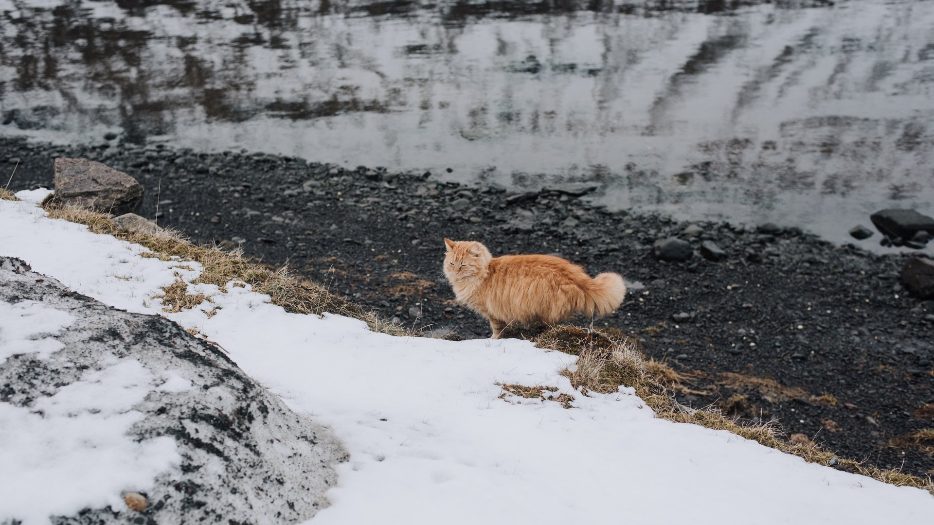 Обои снег, кот, мордочка, усы, кошка, взгляд, рыжий, snow, cat, muzzle, mustache, look, red разрешение 7360x4912 Загрузить
