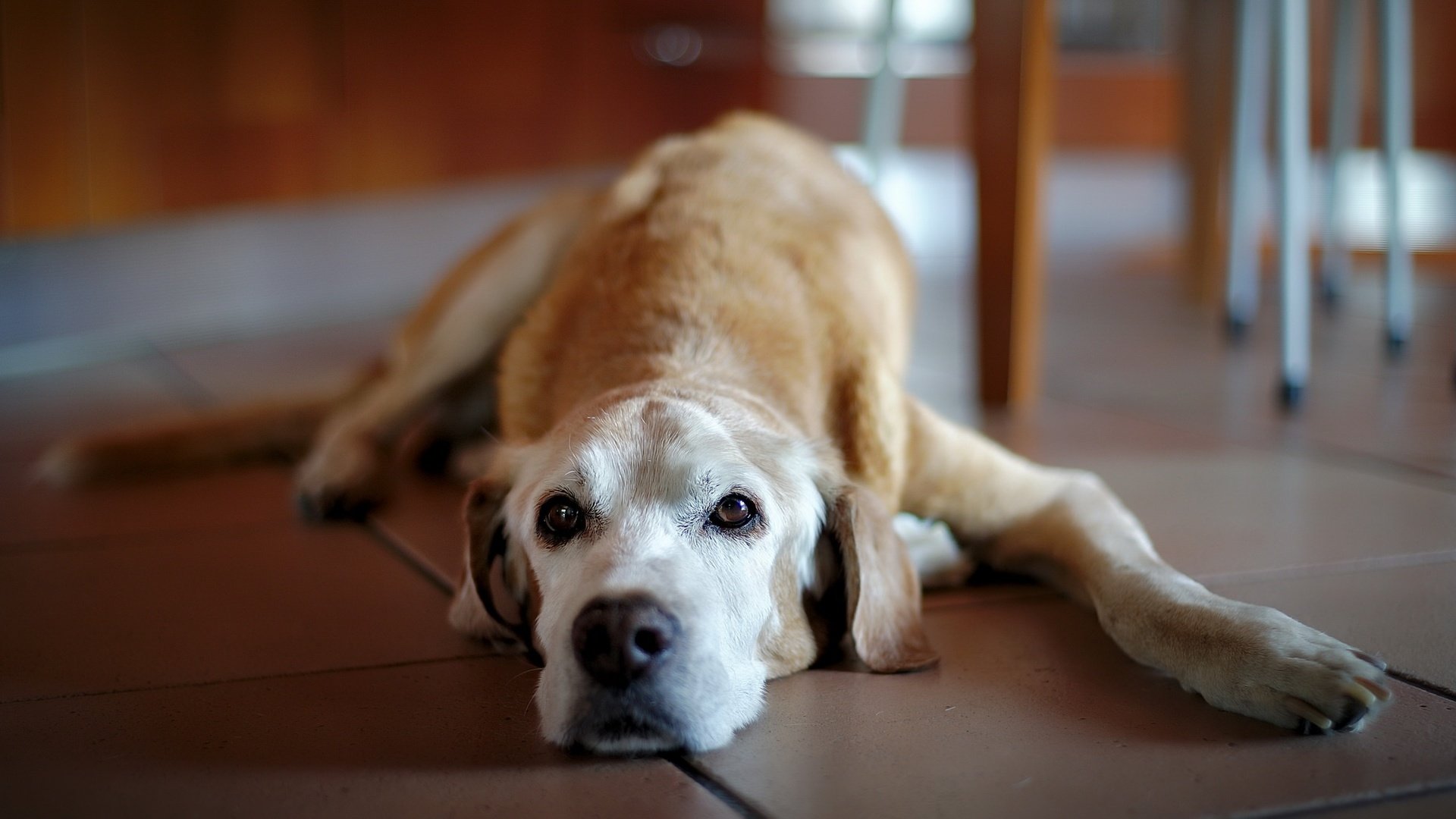 Обои собака, дом, друг, уют, лабрадор ретривер, dog, house, each, comfort, labrador retriever разрешение 2048x1098 Загрузить