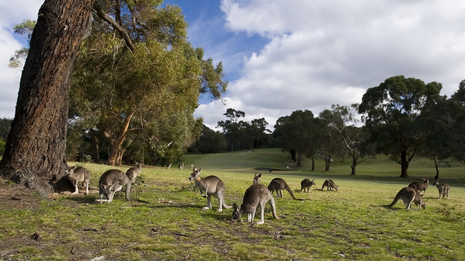 Обои небо, трава, облака, деревья, кенгуру, the sky, grass, clouds, trees, kangaroo разрешение 2560x1440 Загрузить