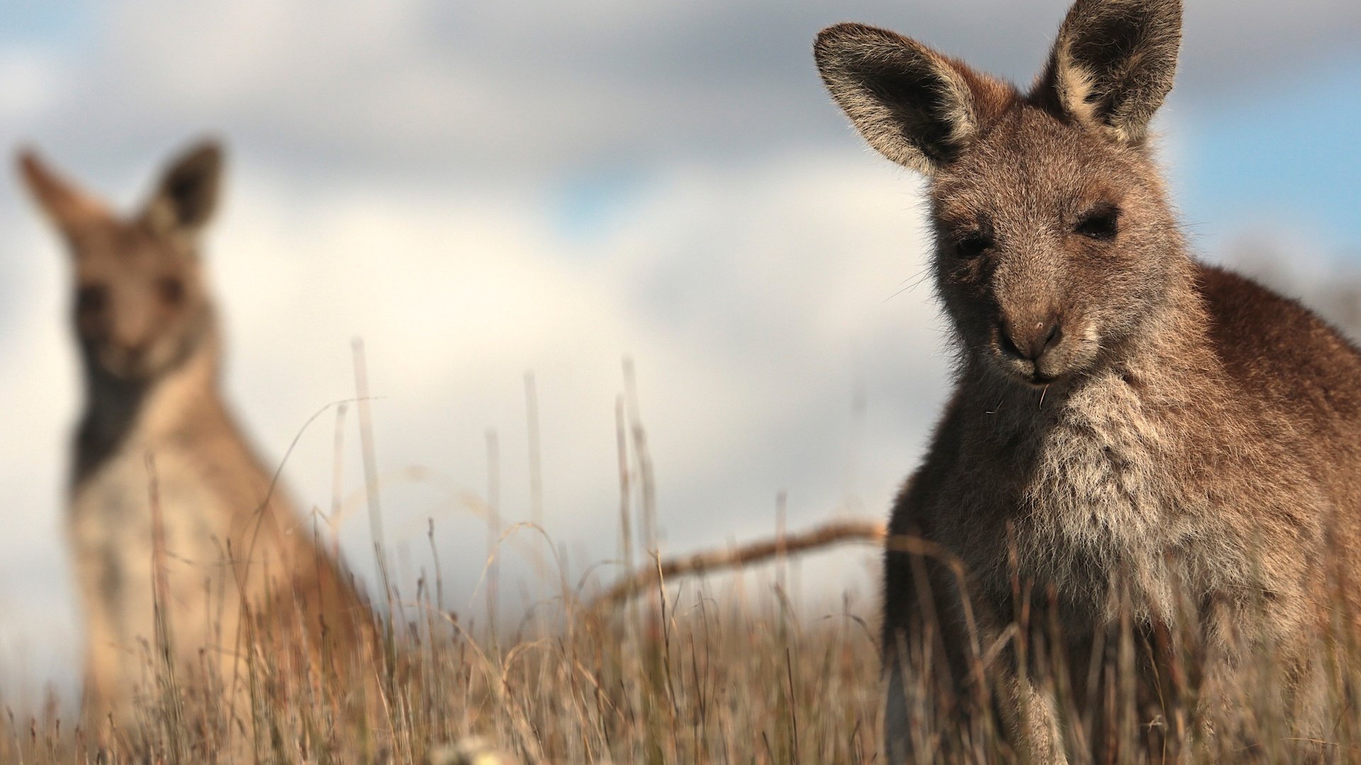 Обои трава, кенгуру, grass, kangaroo разрешение 2880x1920 Загрузить