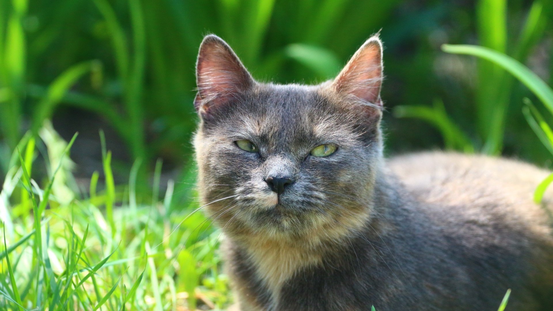 Обои трава, кот, мордочка, усы, кошка, взгляд, grass, cat, muzzle, mustache, look разрешение 1920x1280 Загрузить