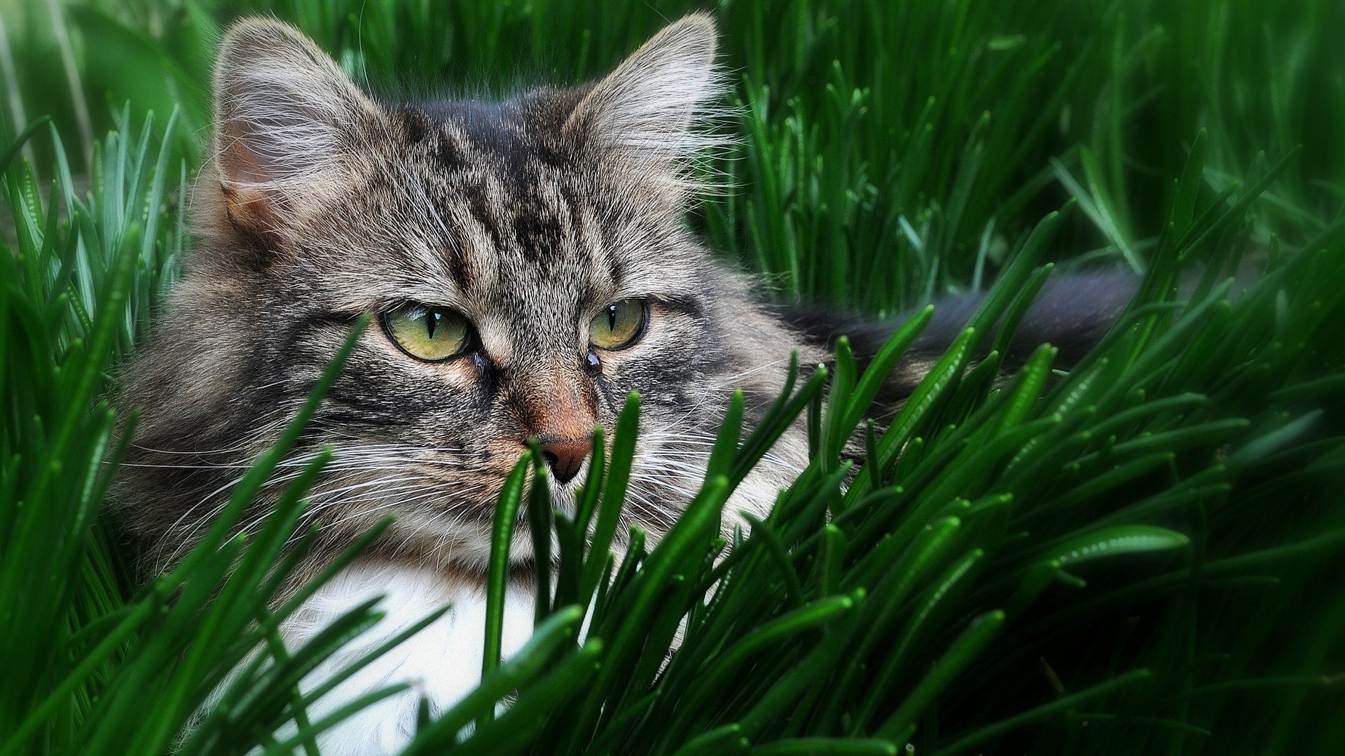 Обои глаза, трава, кот, кошка, взгляд, eyes, grass, cat, look разрешение 2738x1909 Загрузить