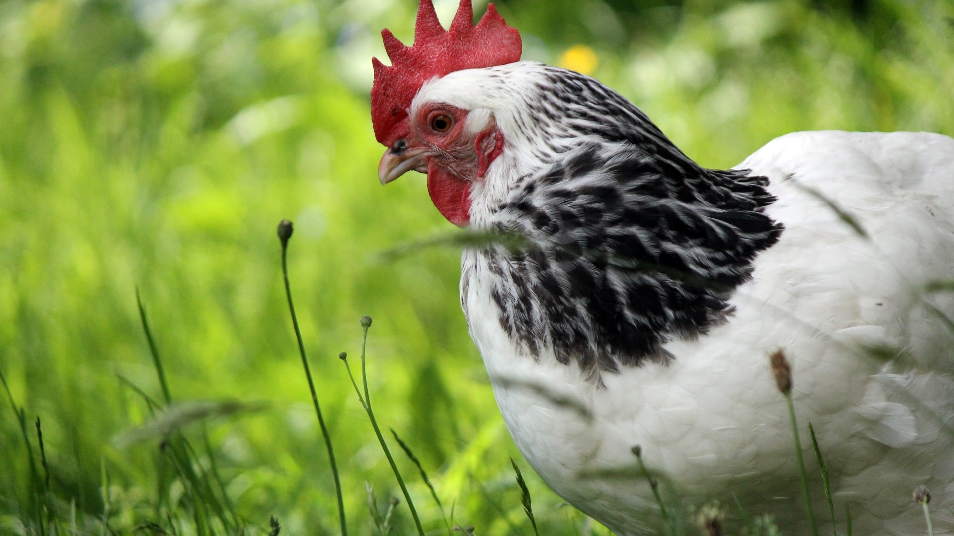 Обои трава, природа, зелень, птица, курица, петух, grass, nature, greens, bird, chicken, cock разрешение 4272x2670 Загрузить