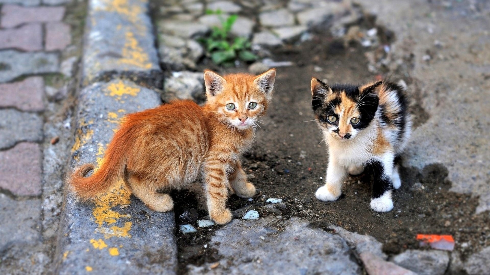 Кошки и котята улицы. Беспородные котята. Бездомный котенок на улице. Бездомные котята. Бездомный кот.