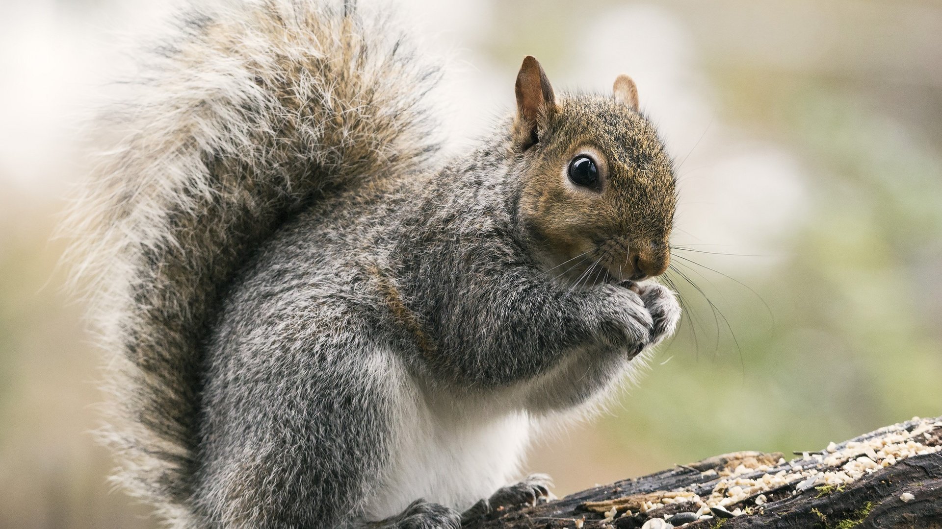 Обои взгляд, белка, зверек, хвост, белочка, грызун, look, protein, animal, tail, squirrel, rodent разрешение 2048x1471 Загрузить