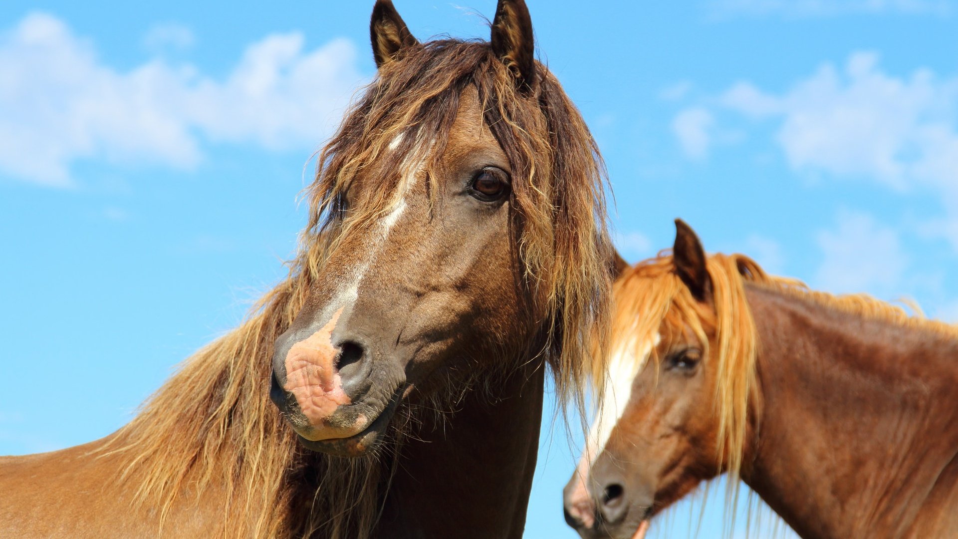 Обои небо, облака, взгляд, лошади, кони, грива, the sky, clouds, look, horse, horses, mane разрешение 2048x1365 Загрузить